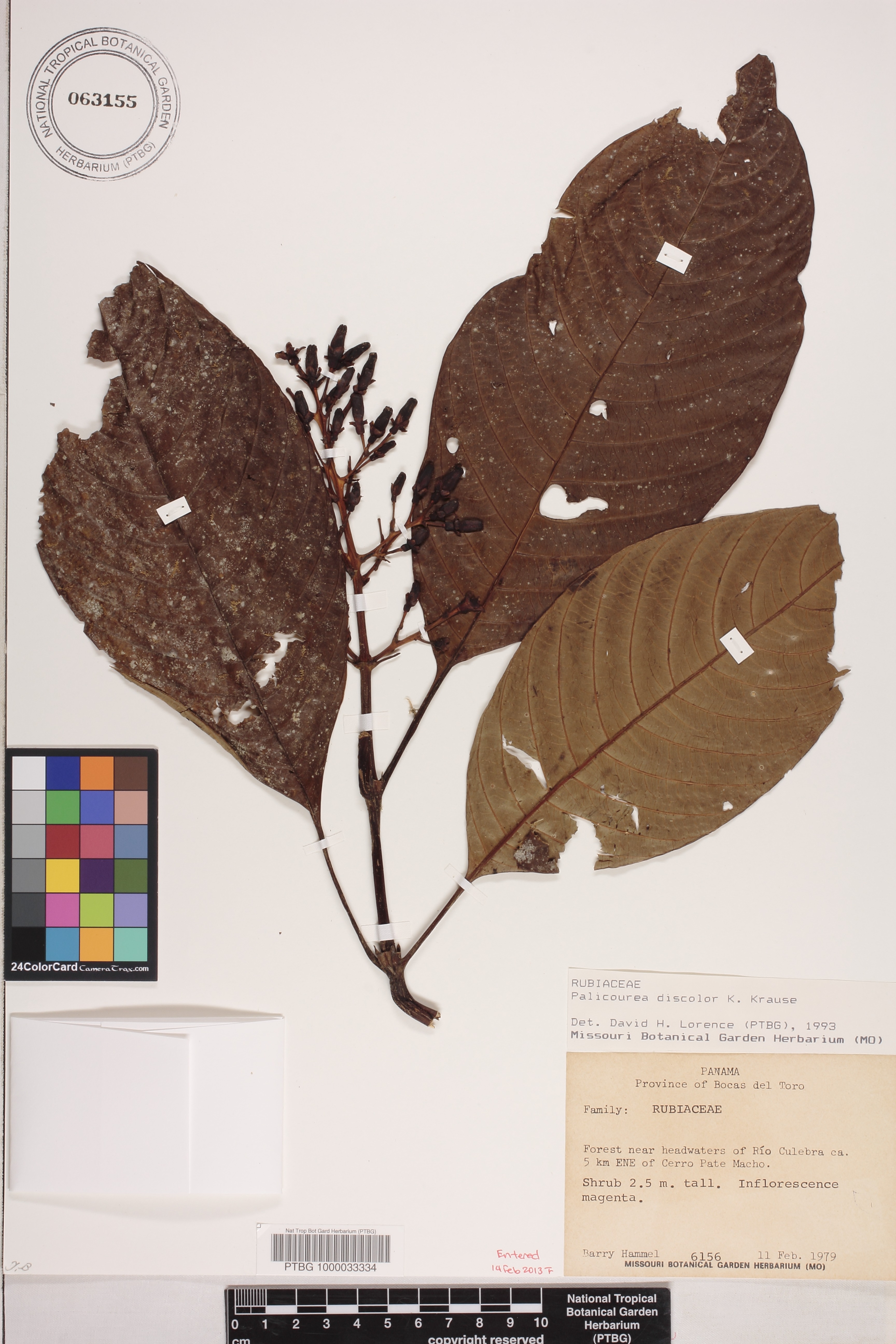 Palicourea macrobotrys image