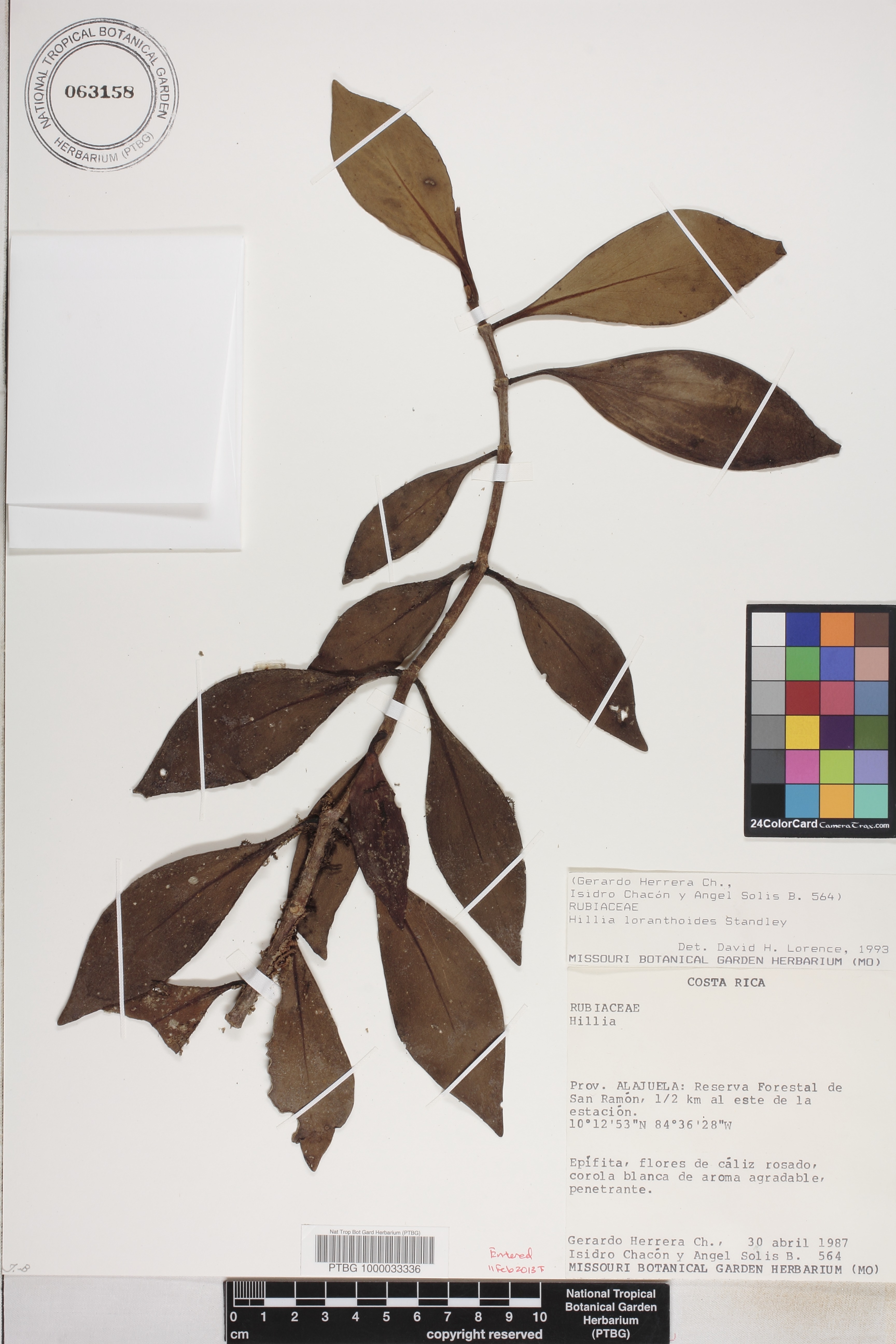 Hillia loranthoides image