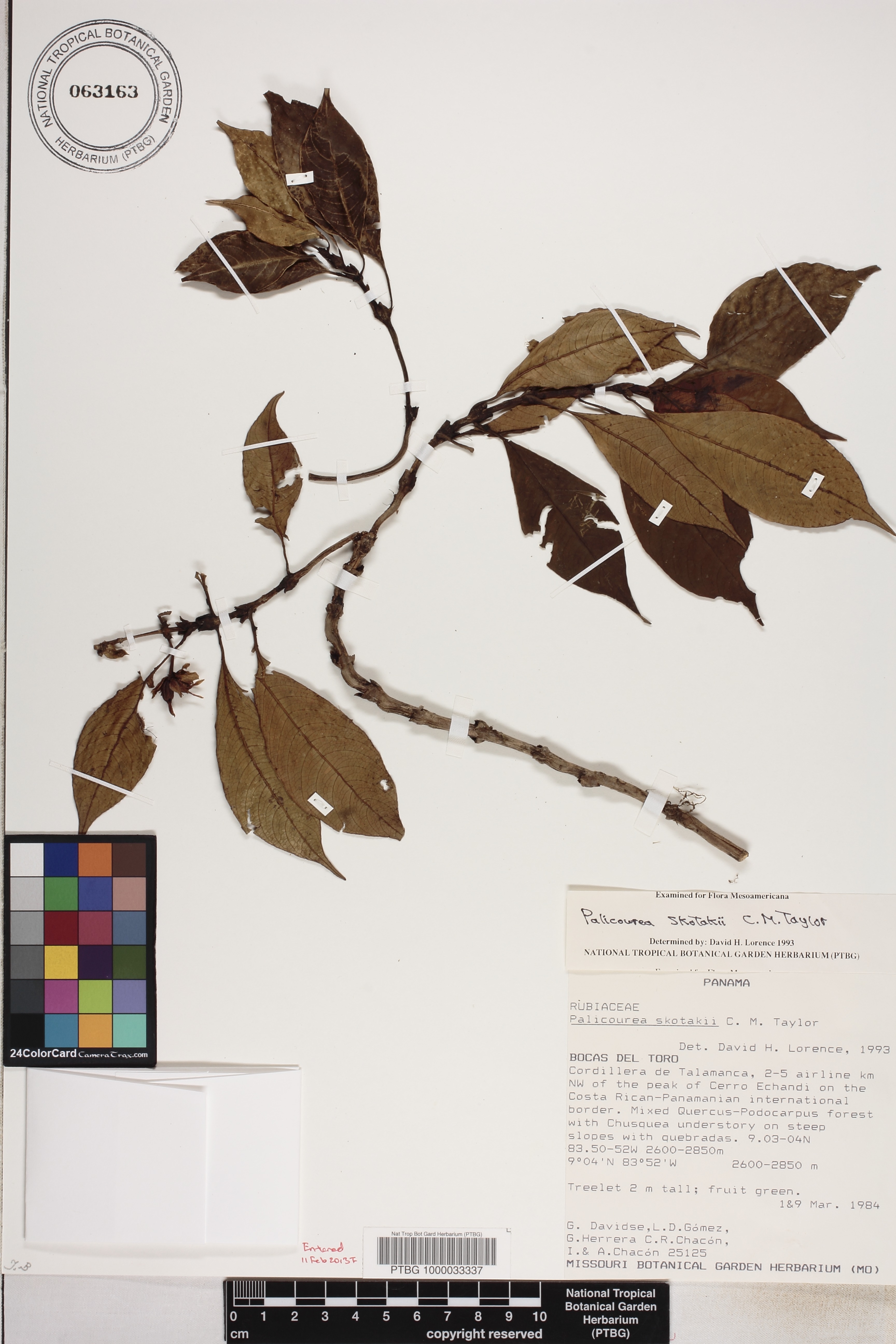 Palicourea skotakii image