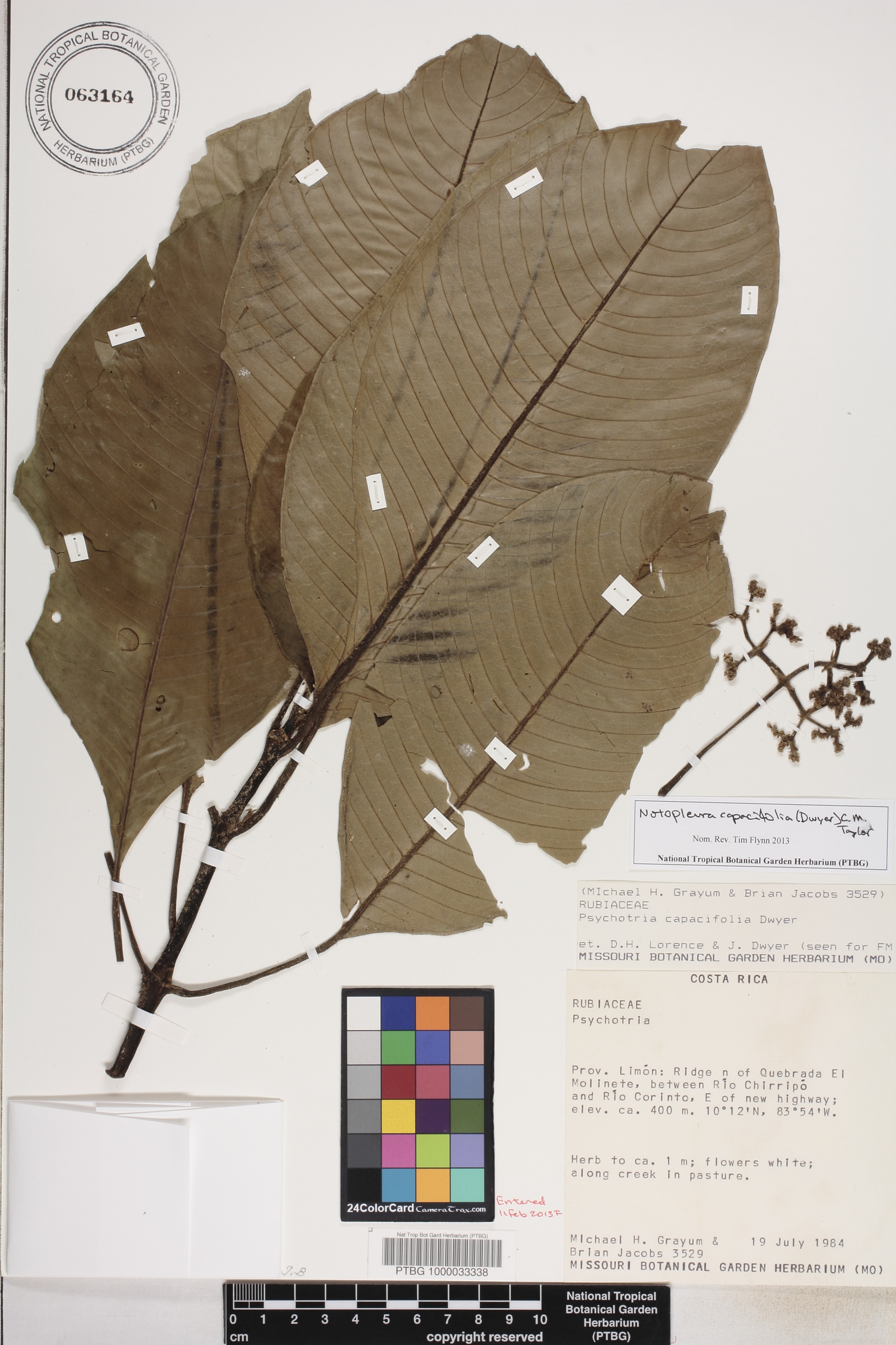 Notopleura capacifolia image