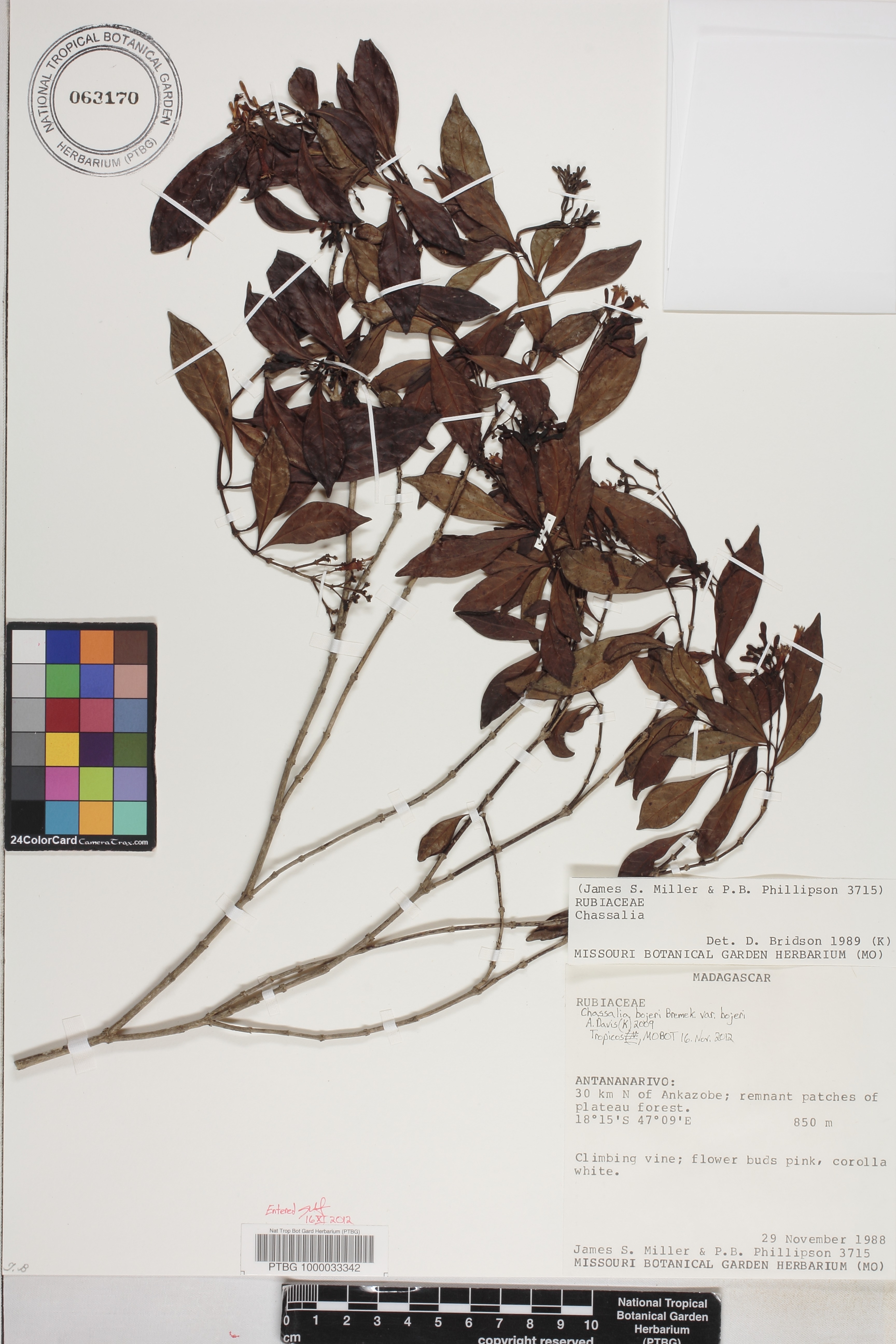 Chassalia image