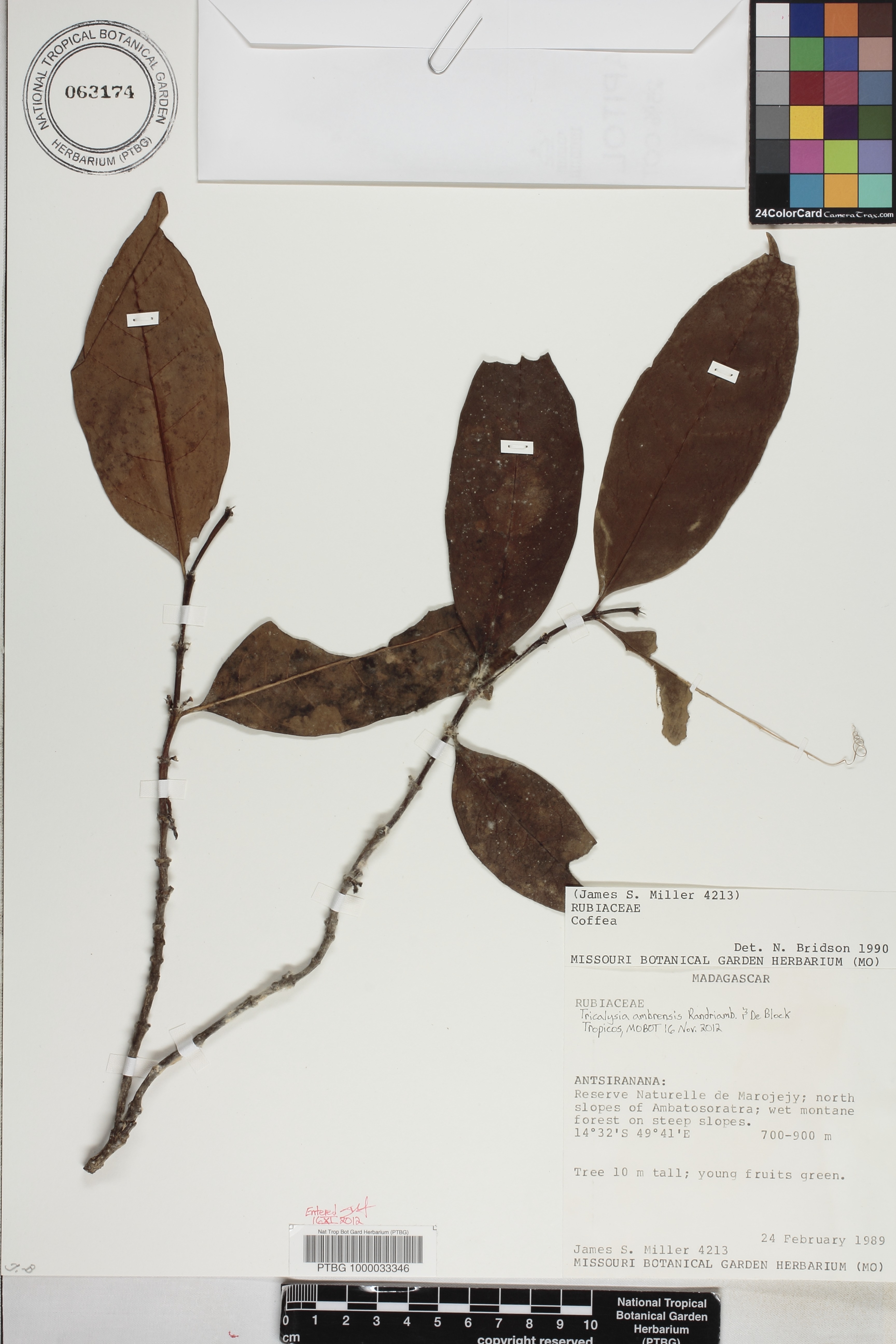 Tricalysia ambrensis image