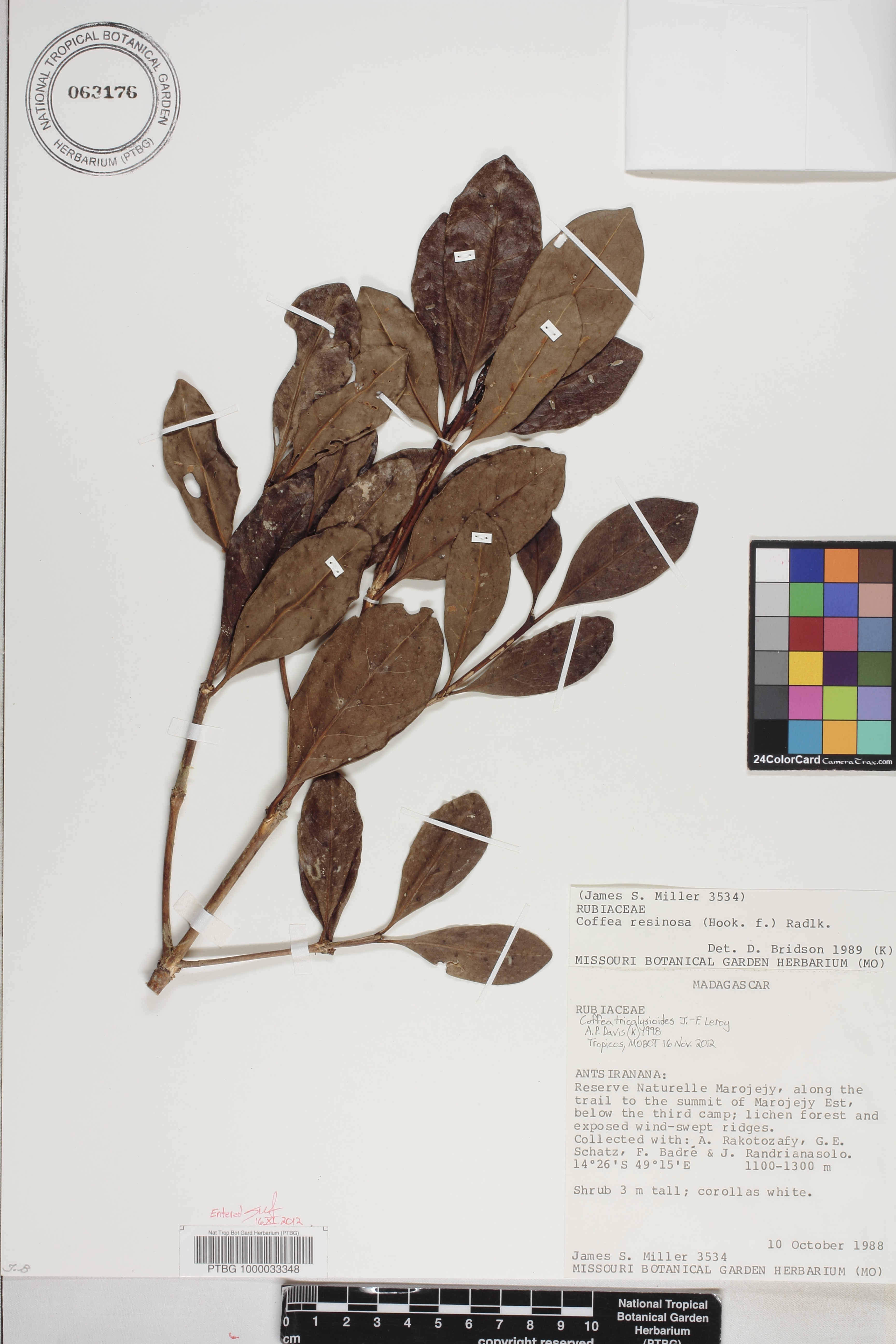 Coffea tricalysioides image