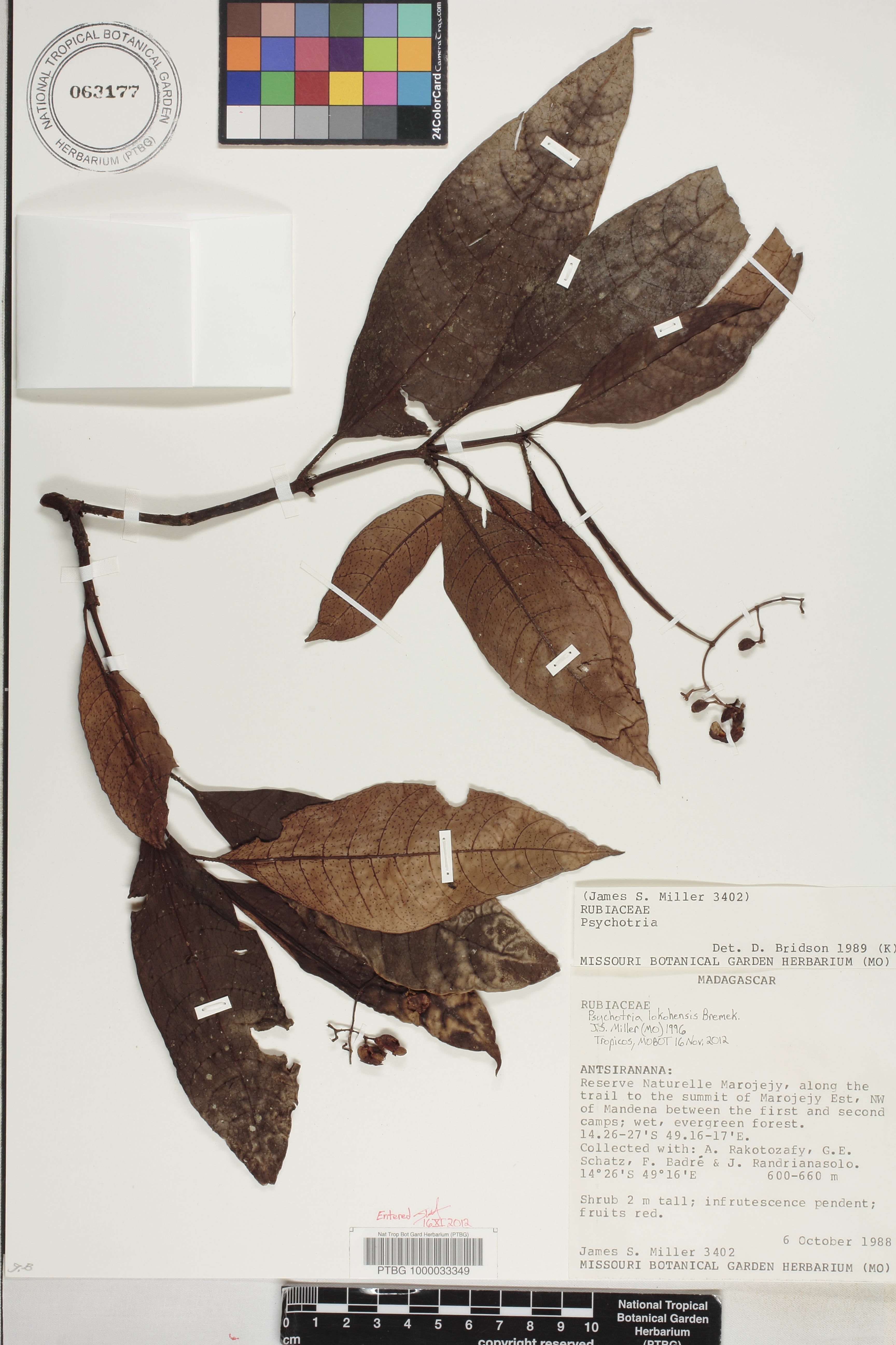 Psychotria lokohensis image
