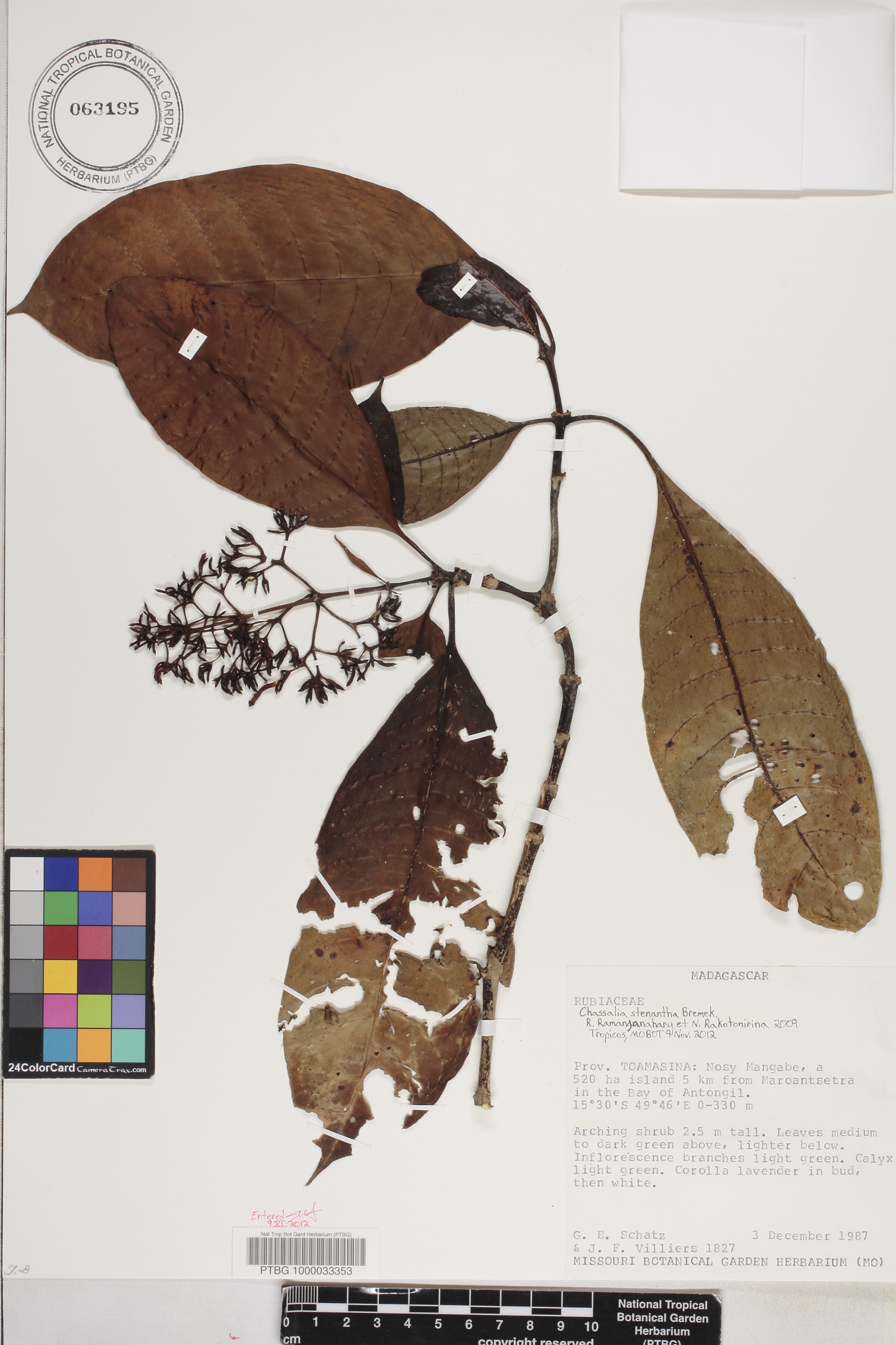 Chassalia stenantha image