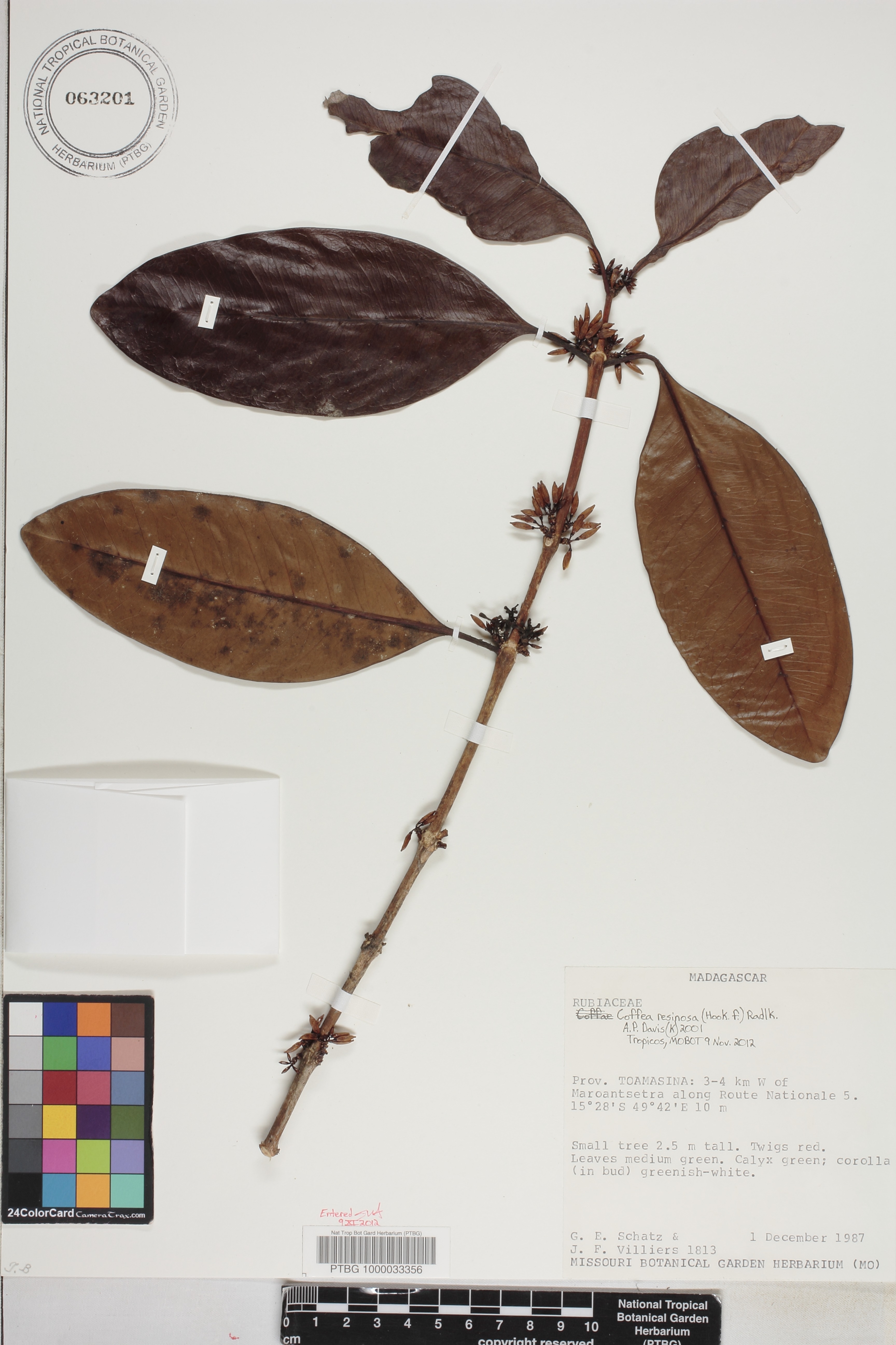 Coffea resinosa image