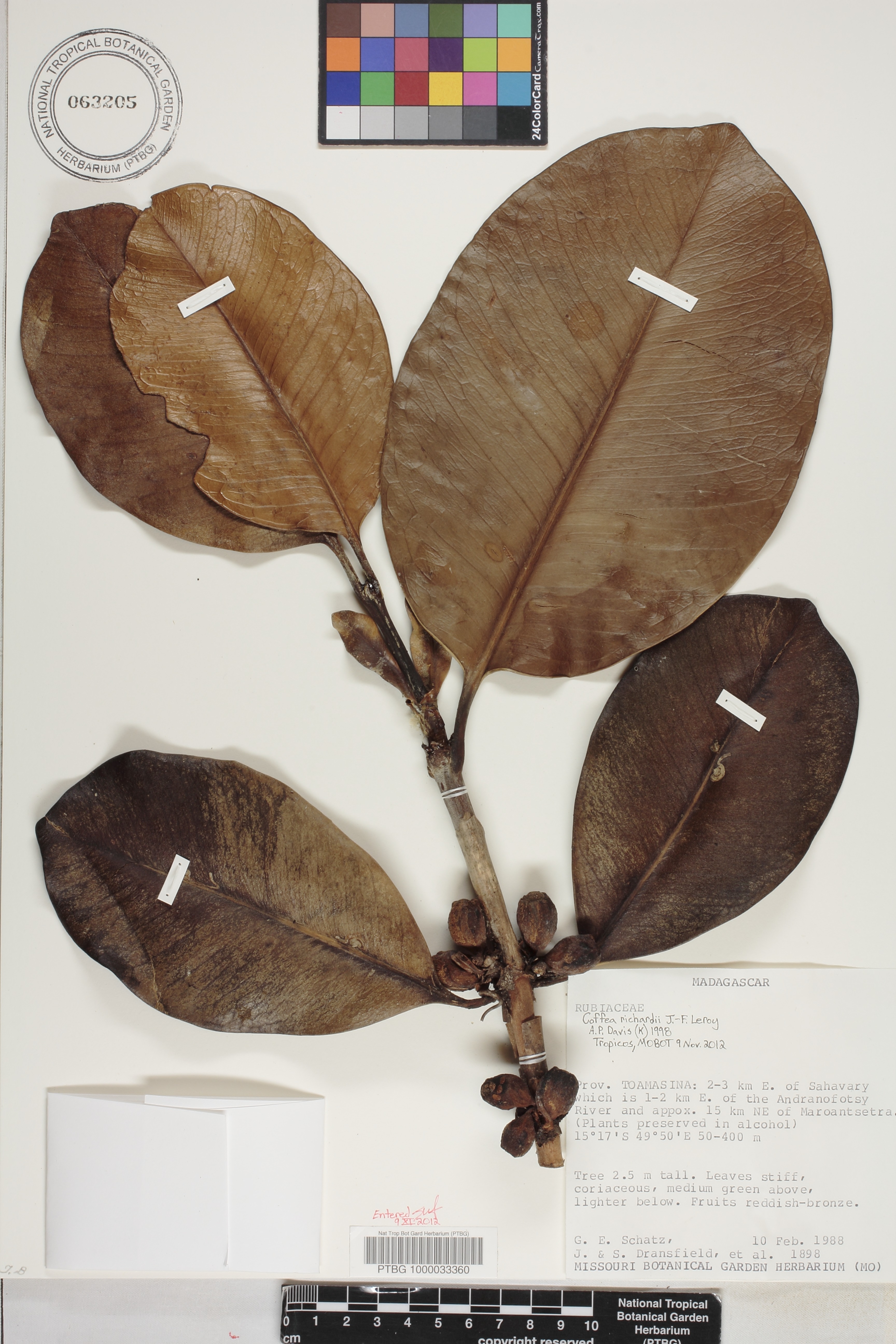 Coffea richardii image