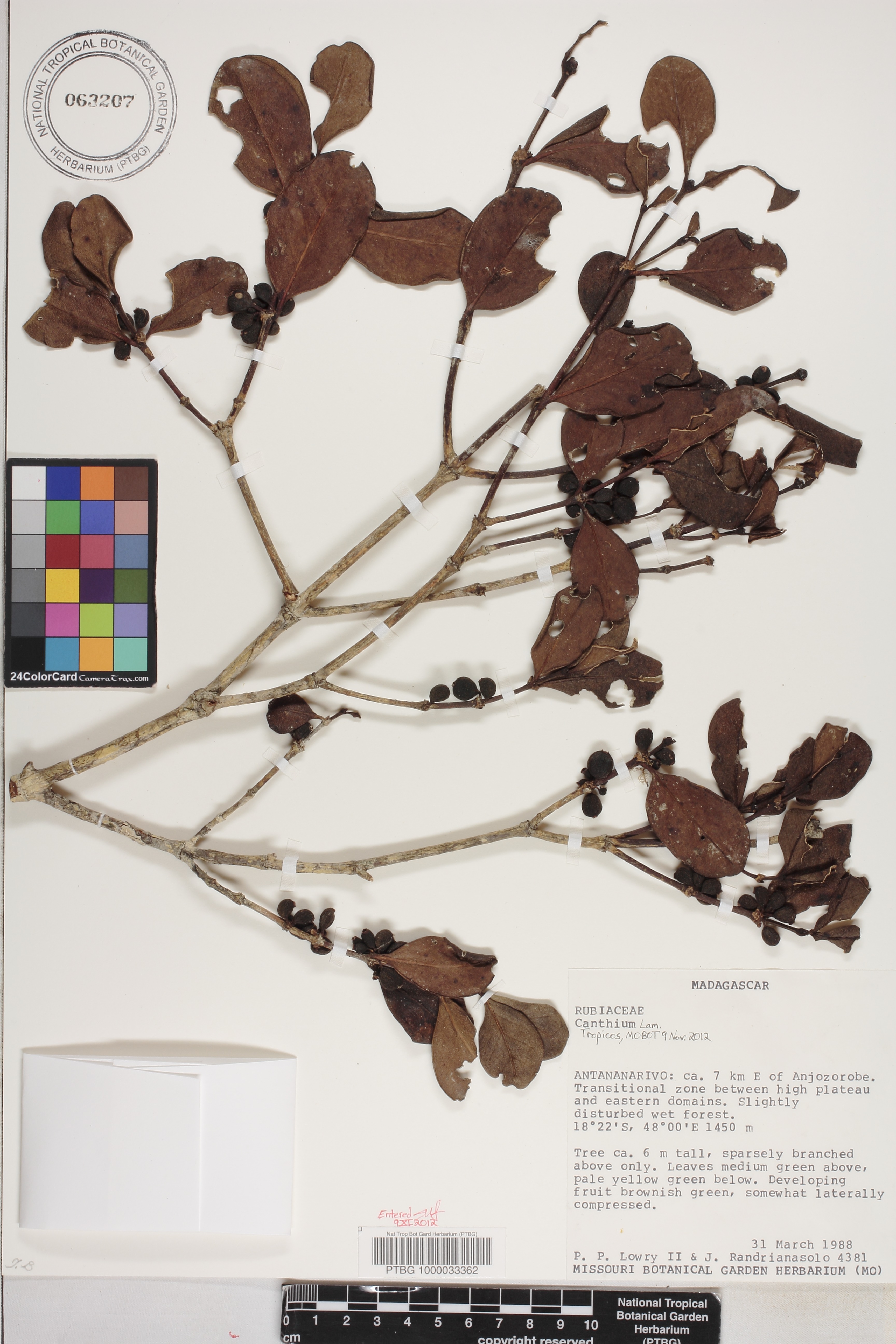 Peponidium tamatavense image
