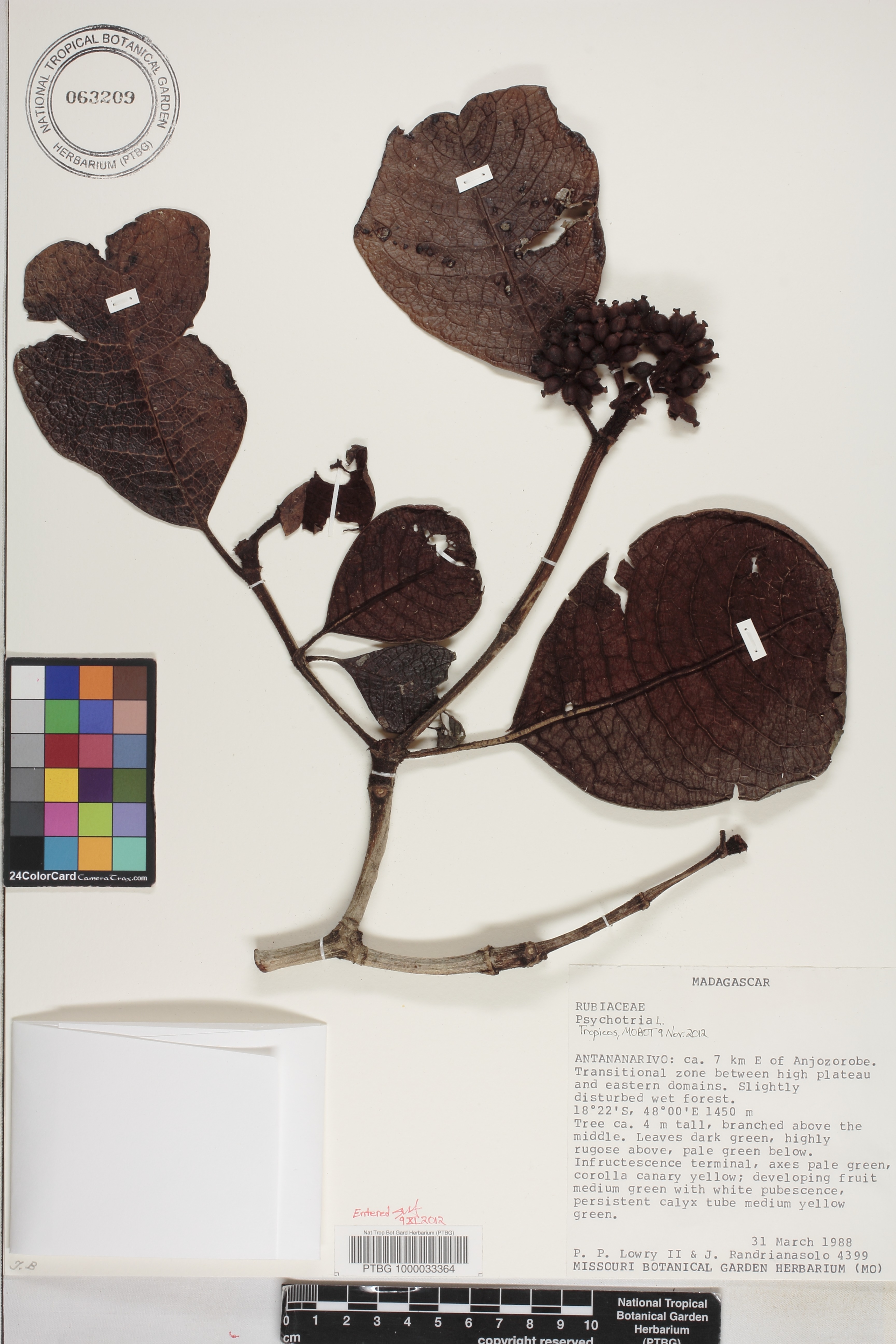 Psychotria macrochlamys image