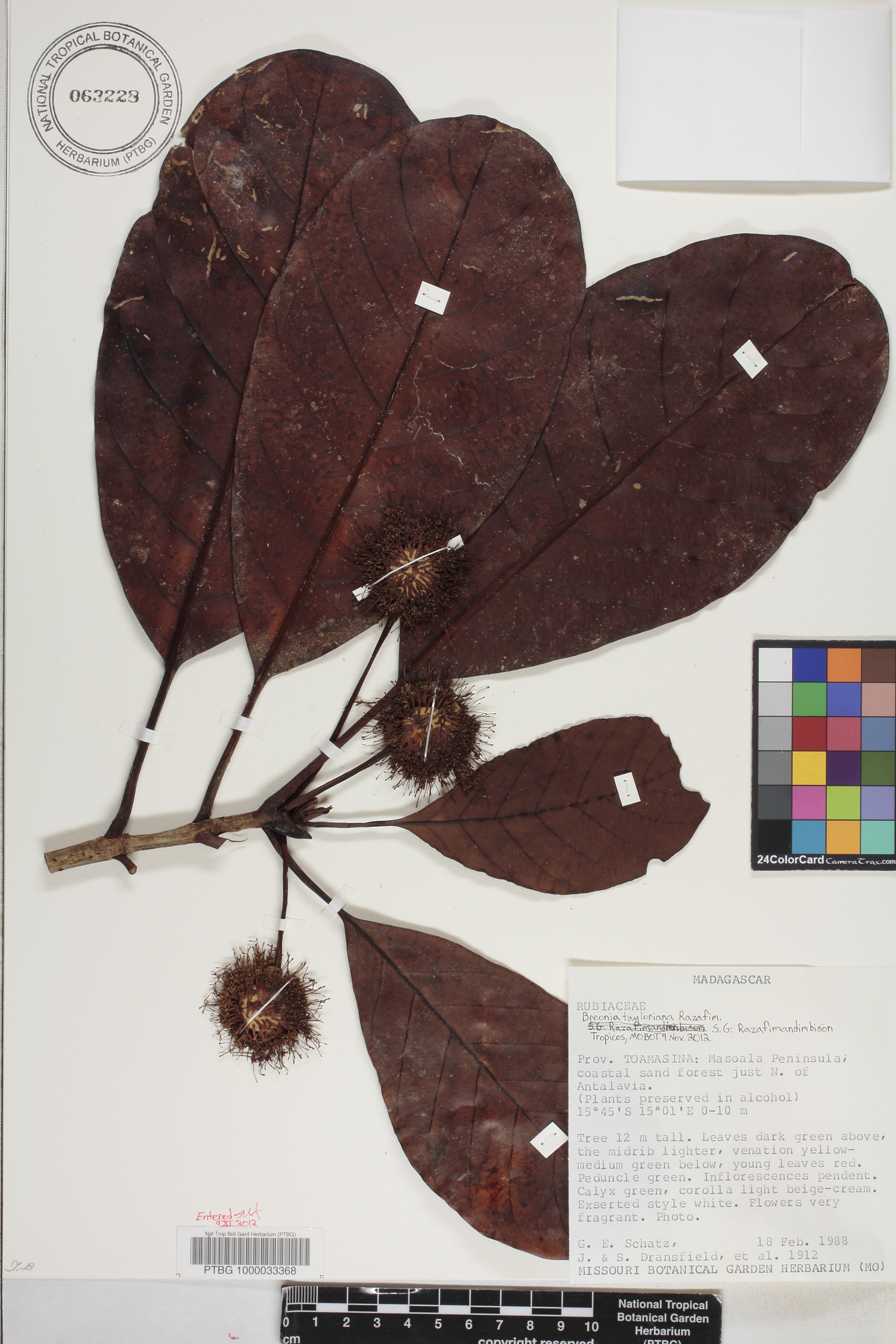 Breonia tayloriana image