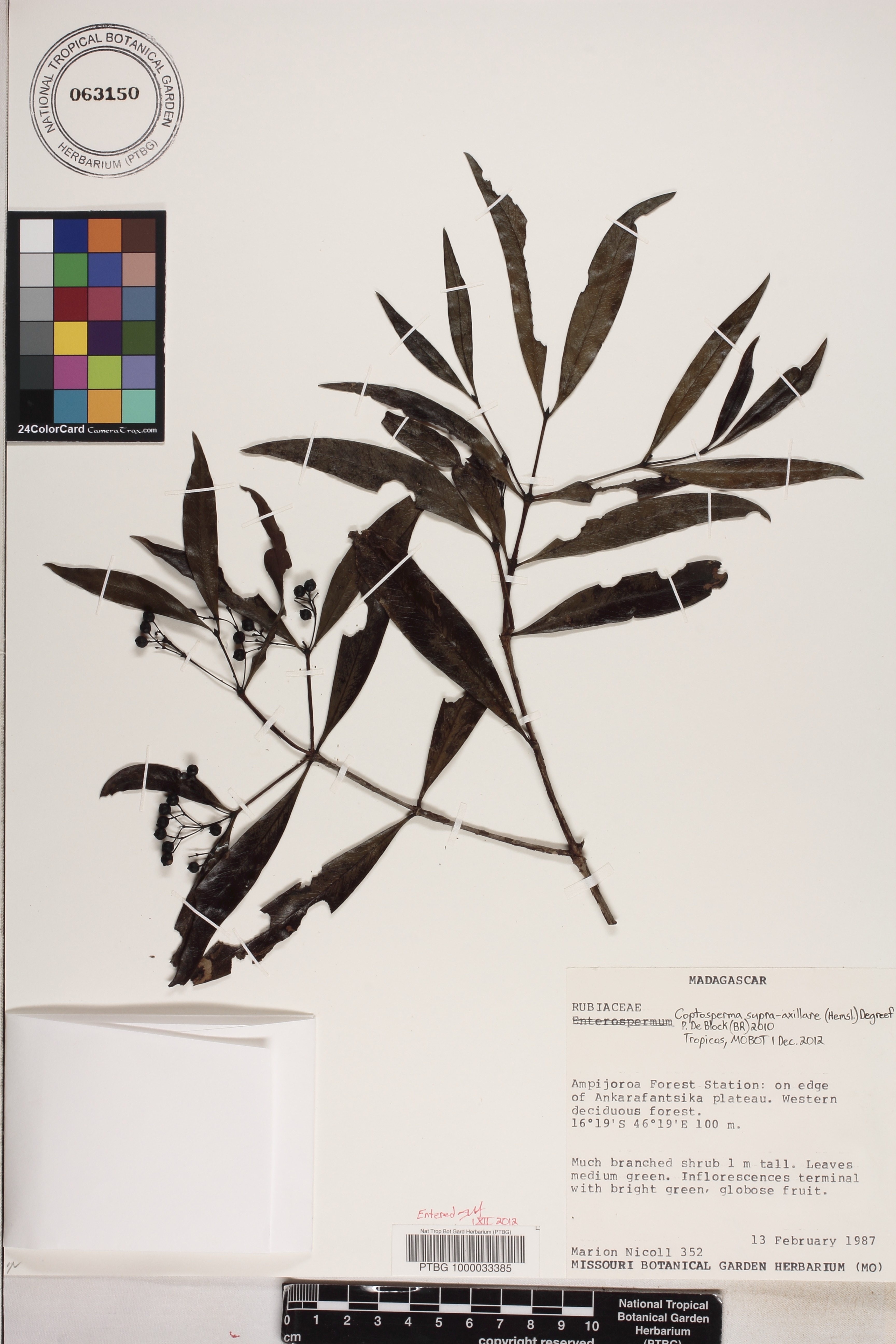 Coptosperma supra-axillare image