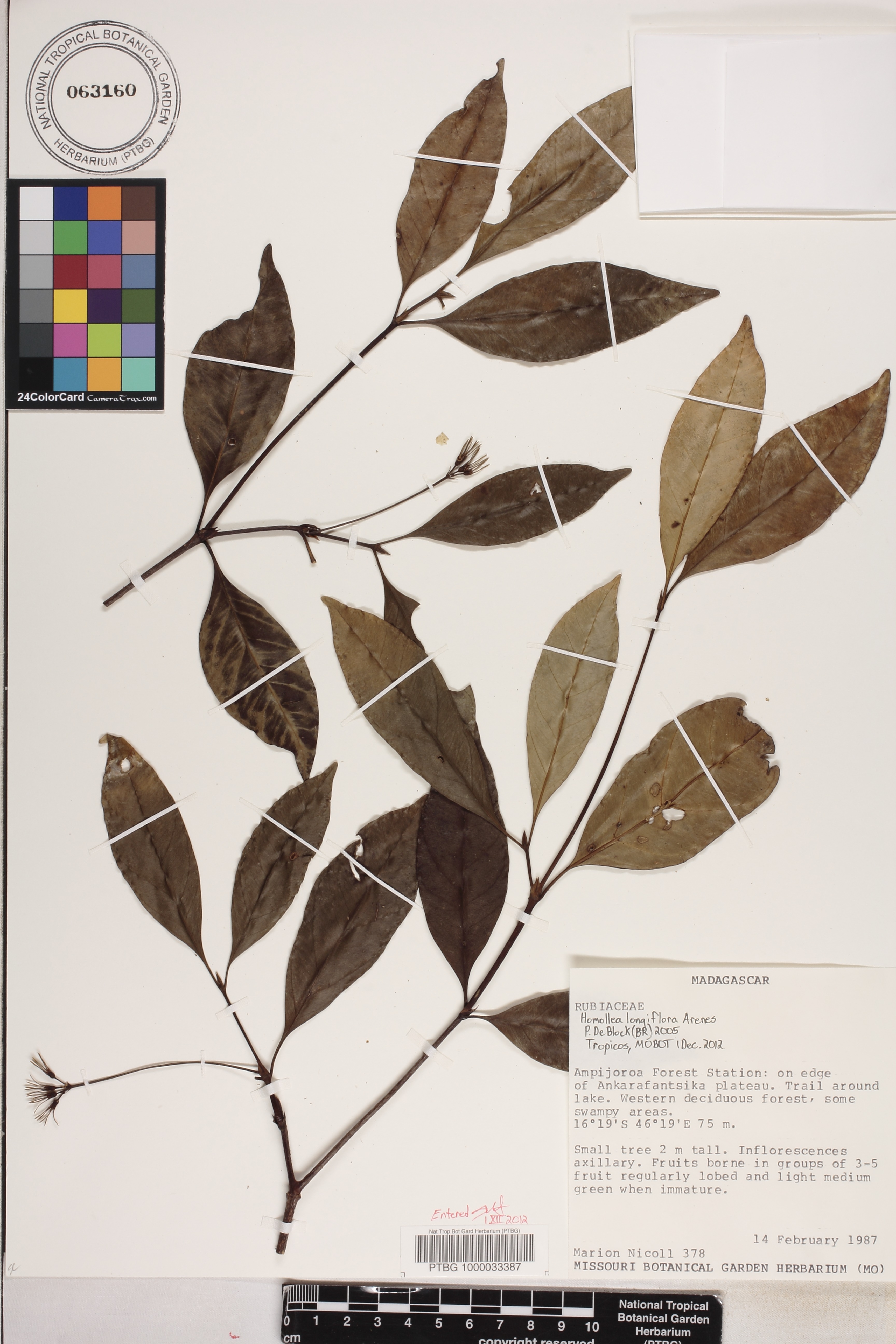 Homollea longiflora image