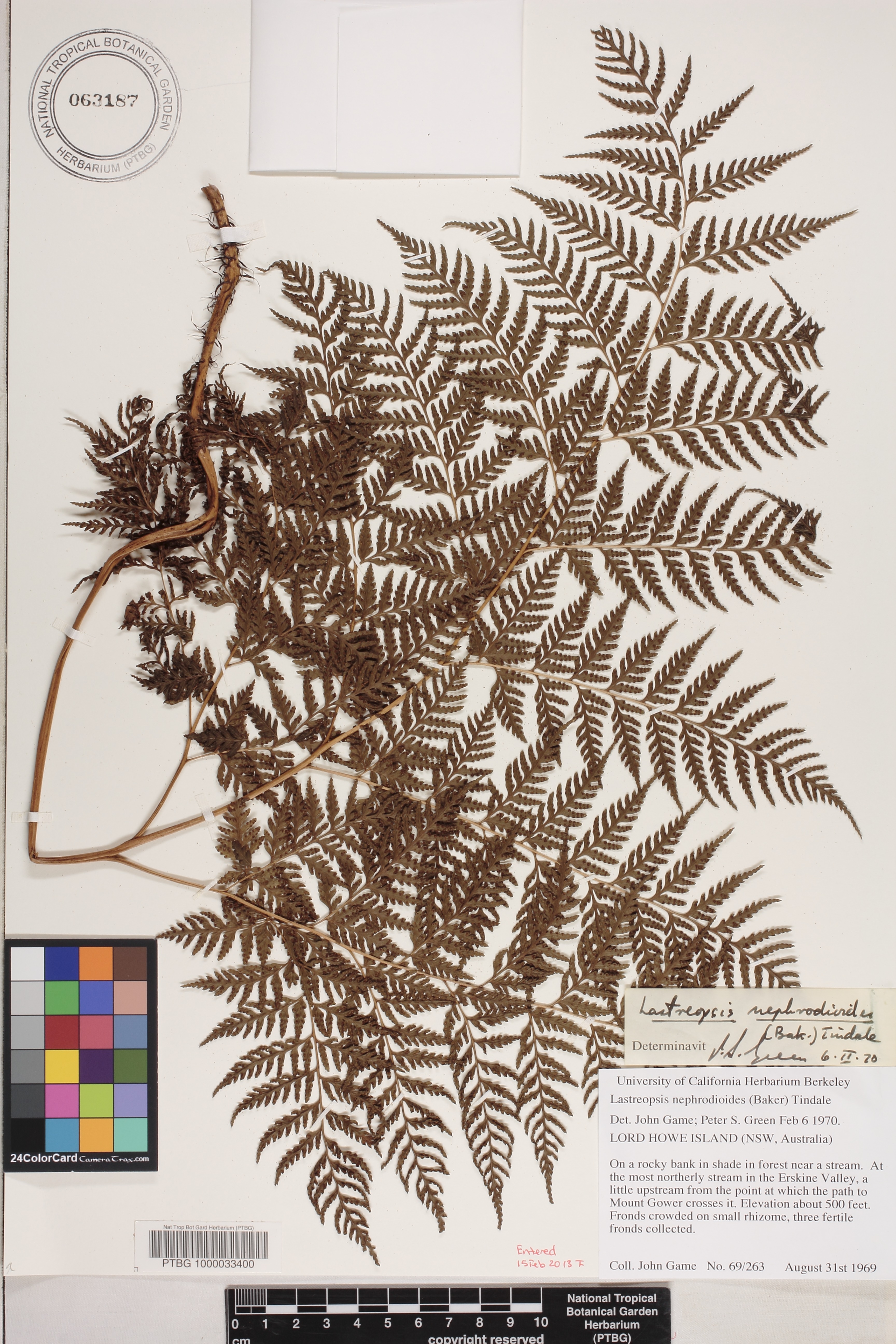 Lastreopsis nephrodioides image