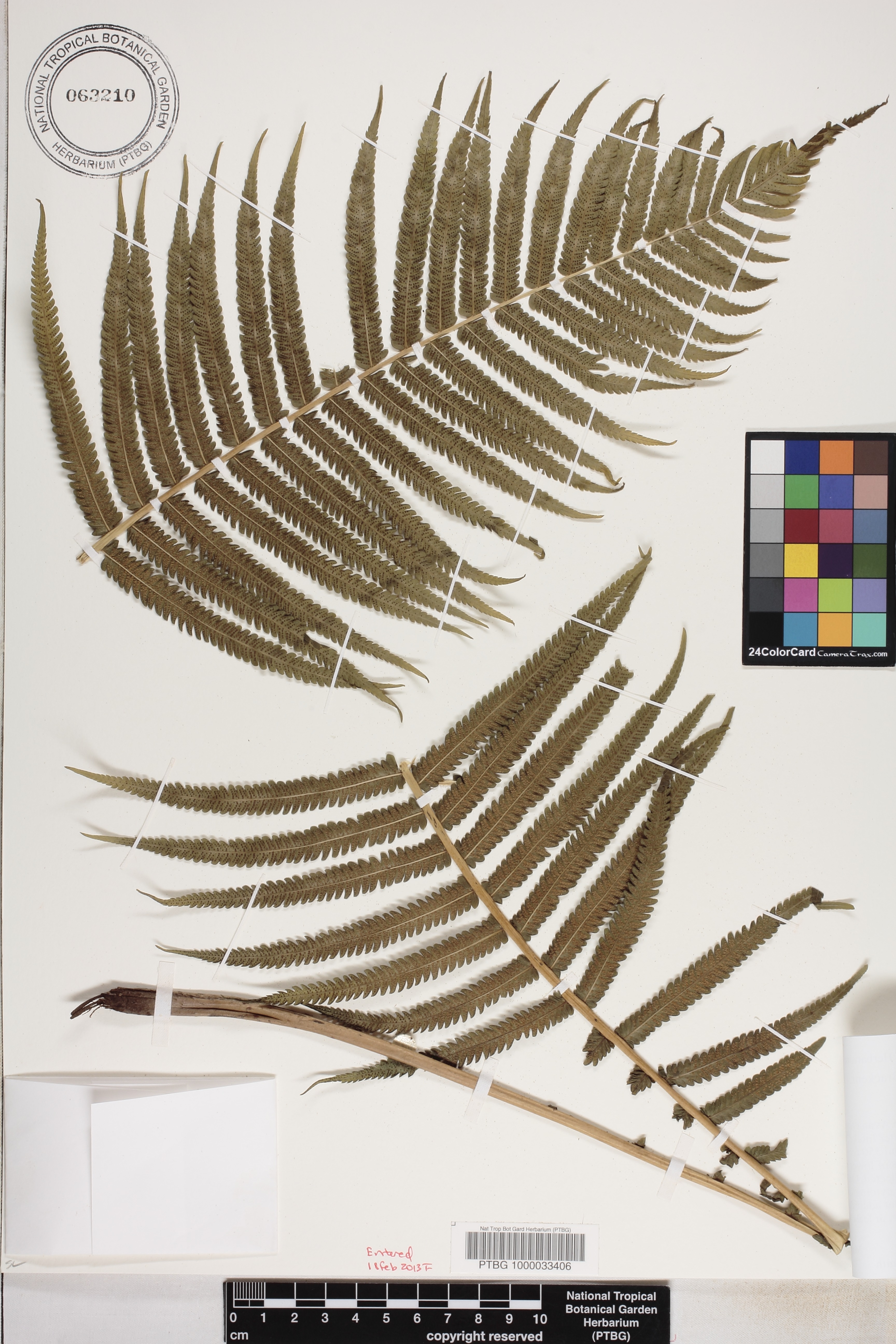 Pneumatopteris costata image