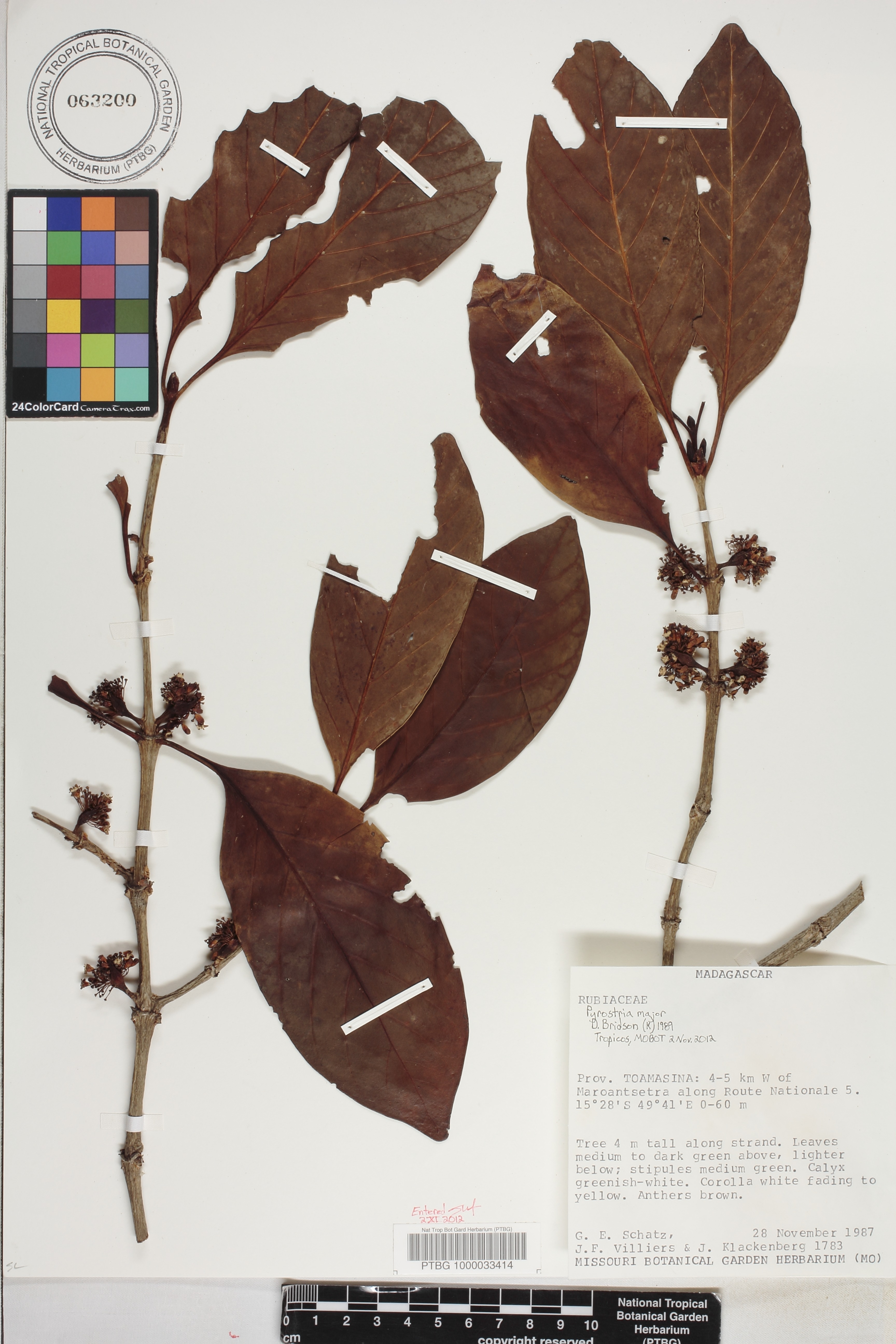 Pyrostria major image