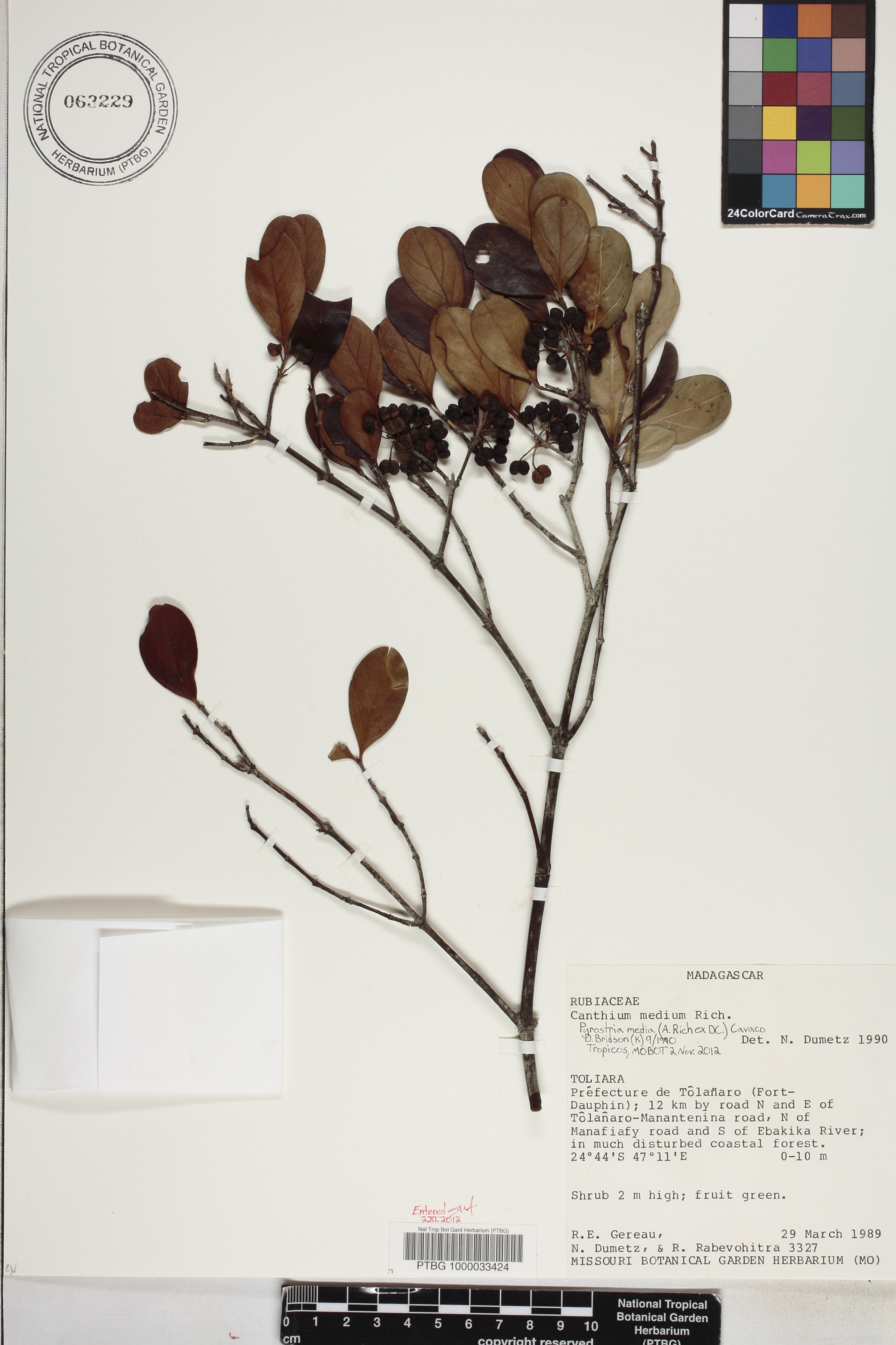 Pyrostria media image