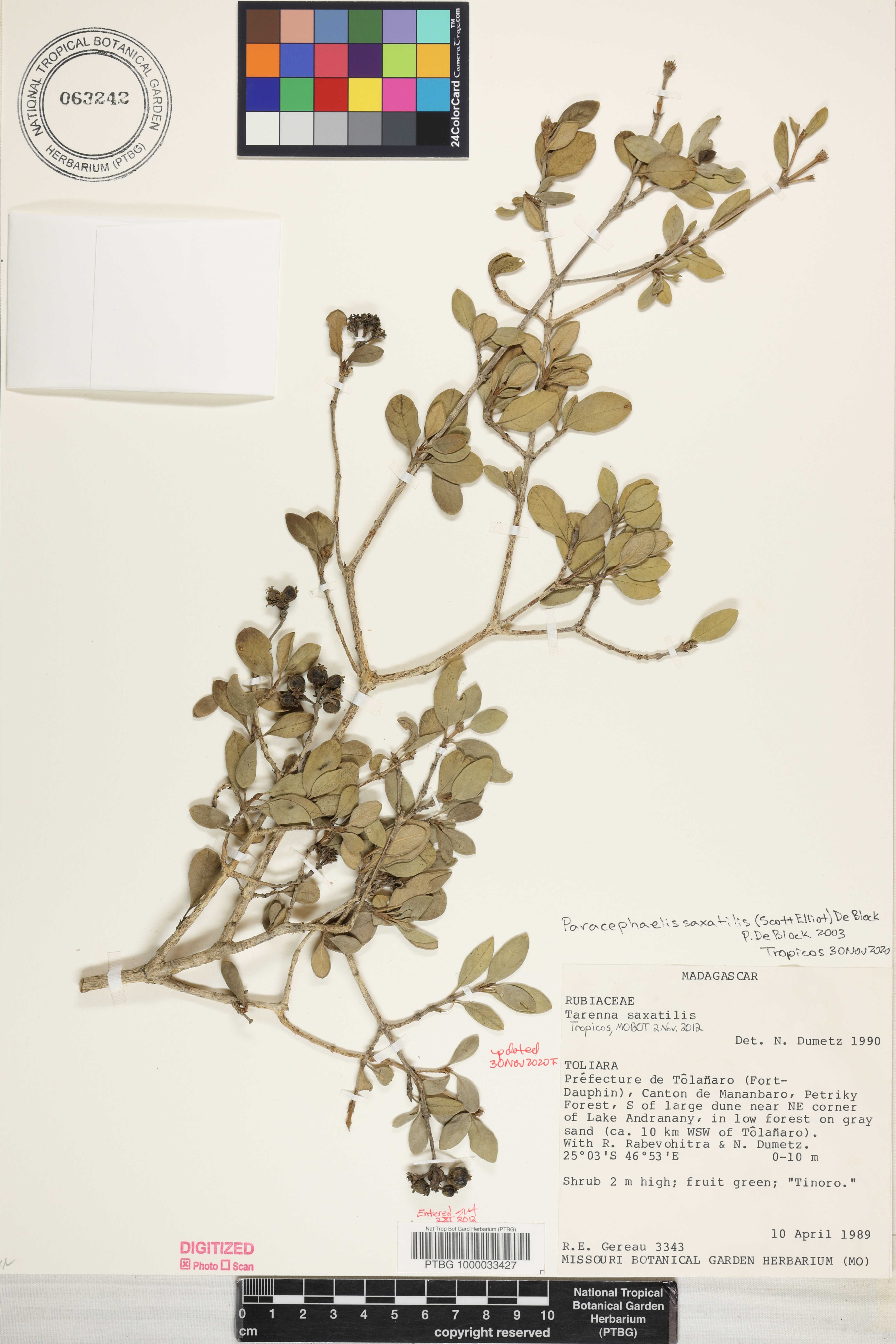 Paracephaelis saxatilis image
