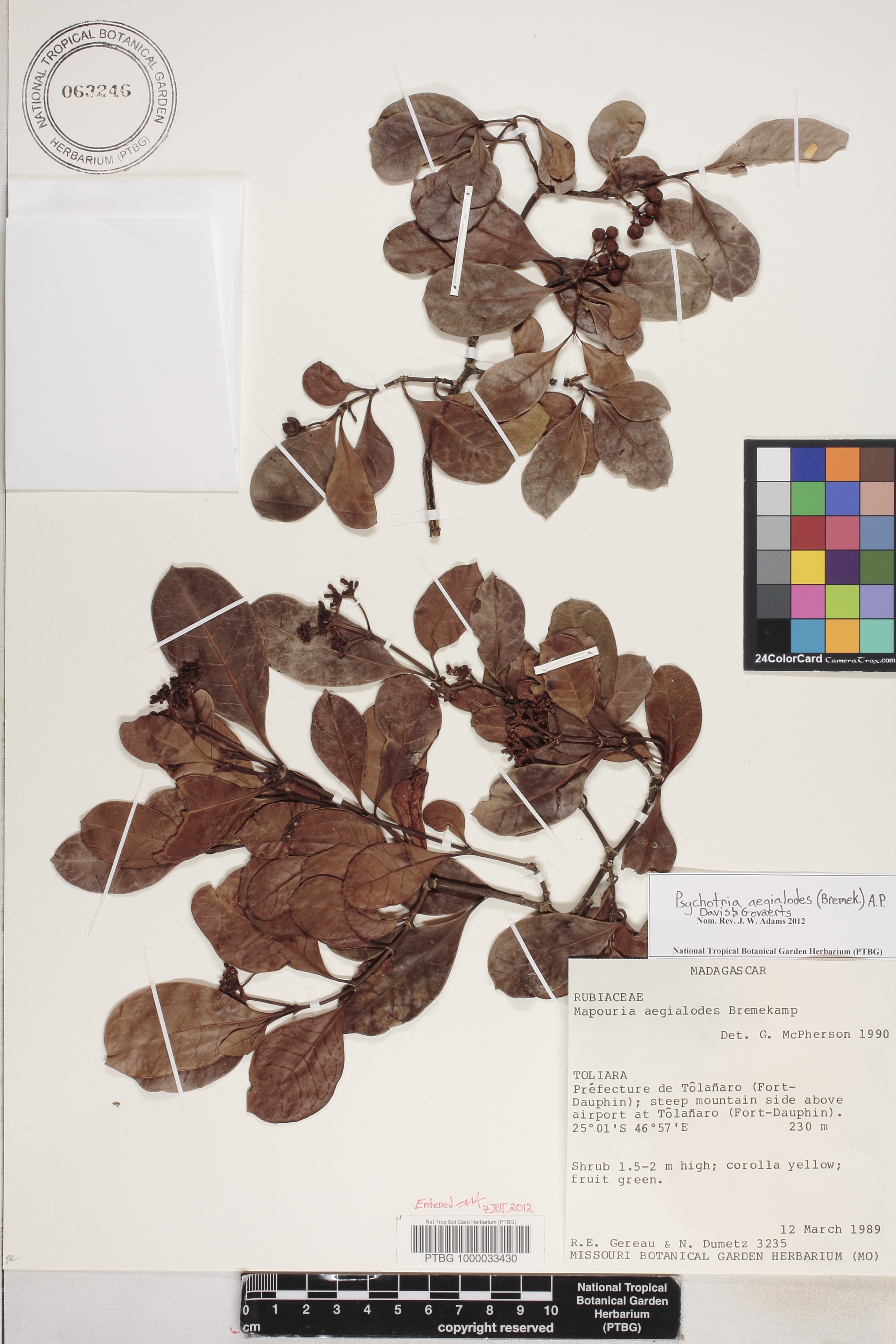 Psychotria aegialodes image