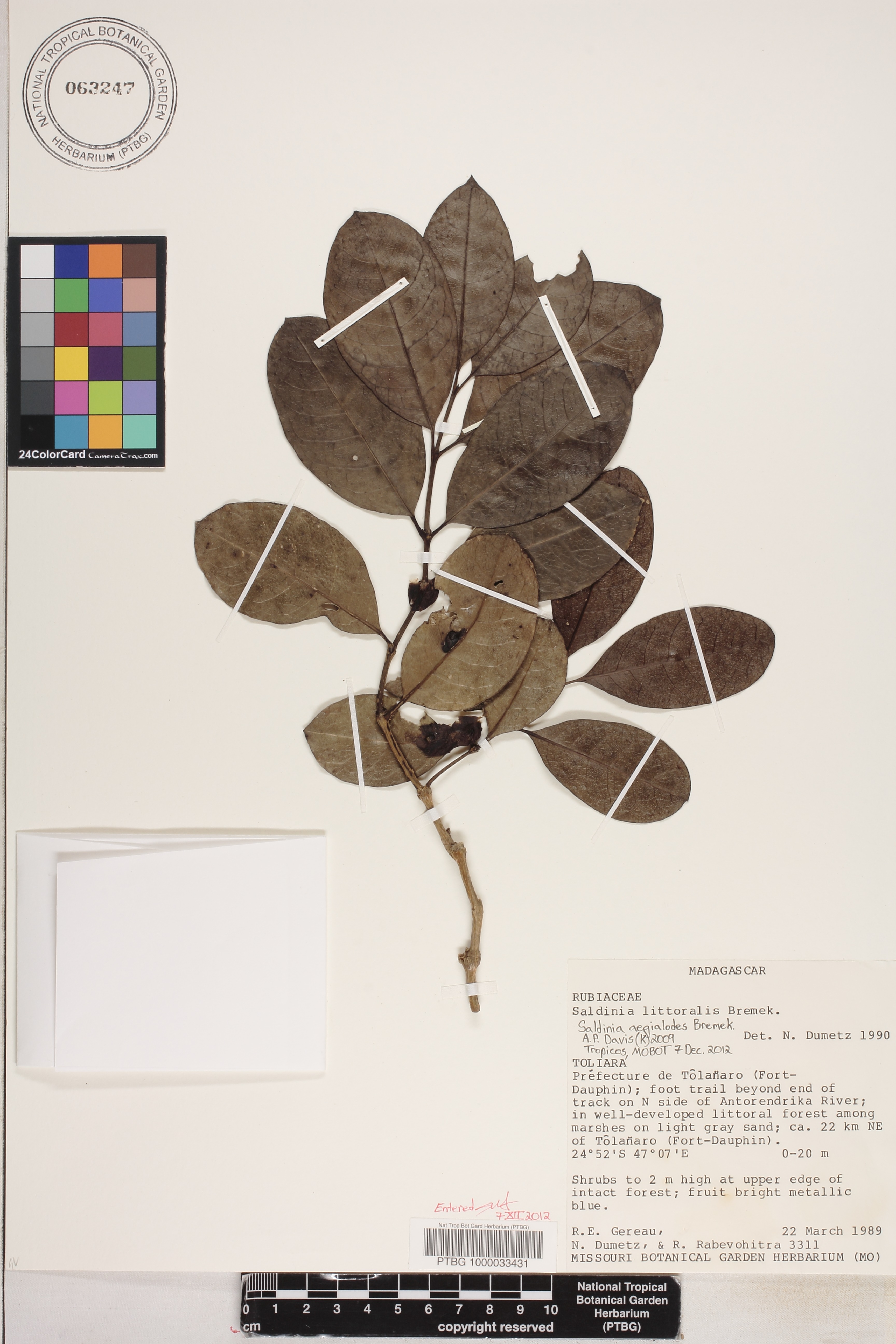 Saldinia aegialodes image