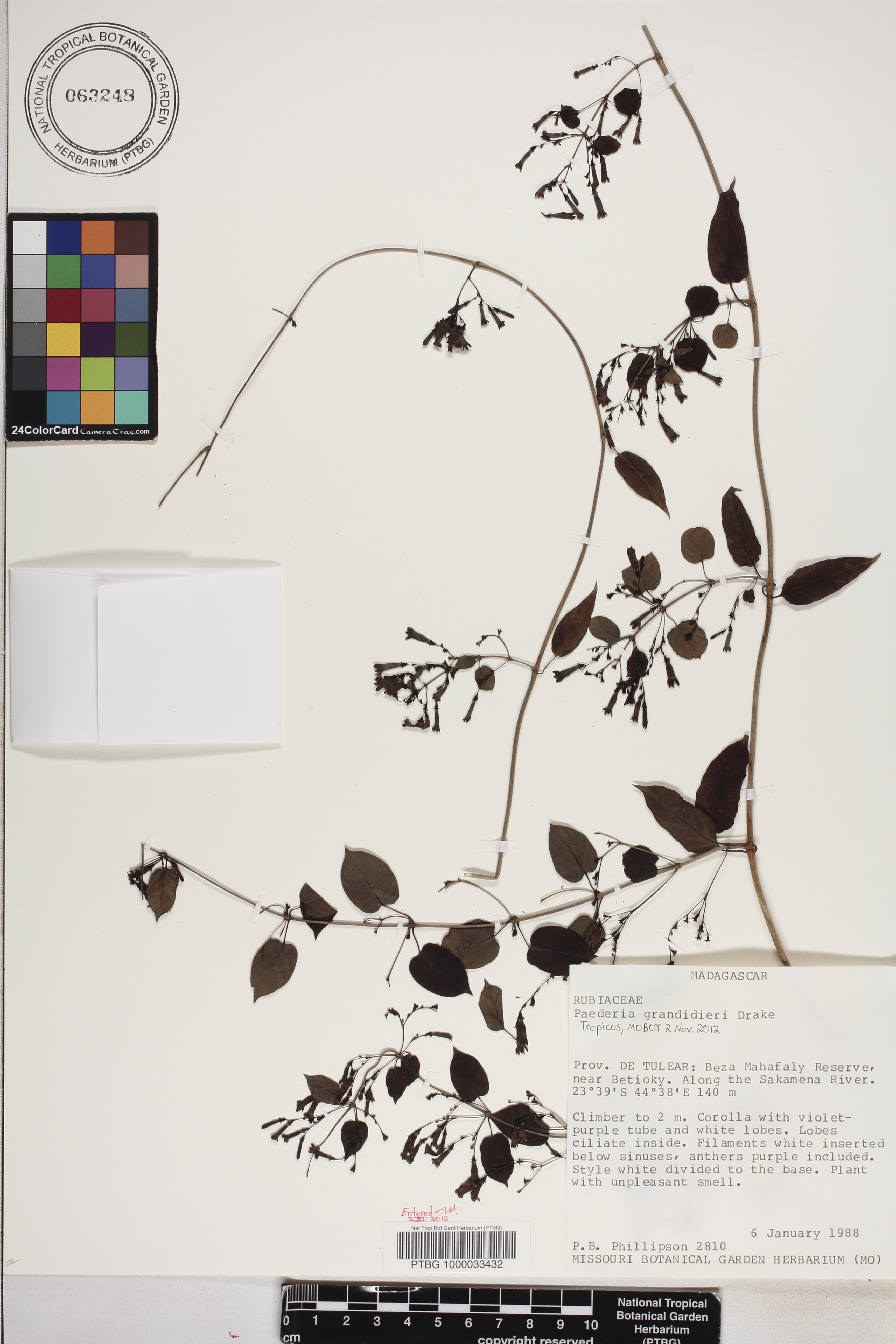 Paederia grandidieri image