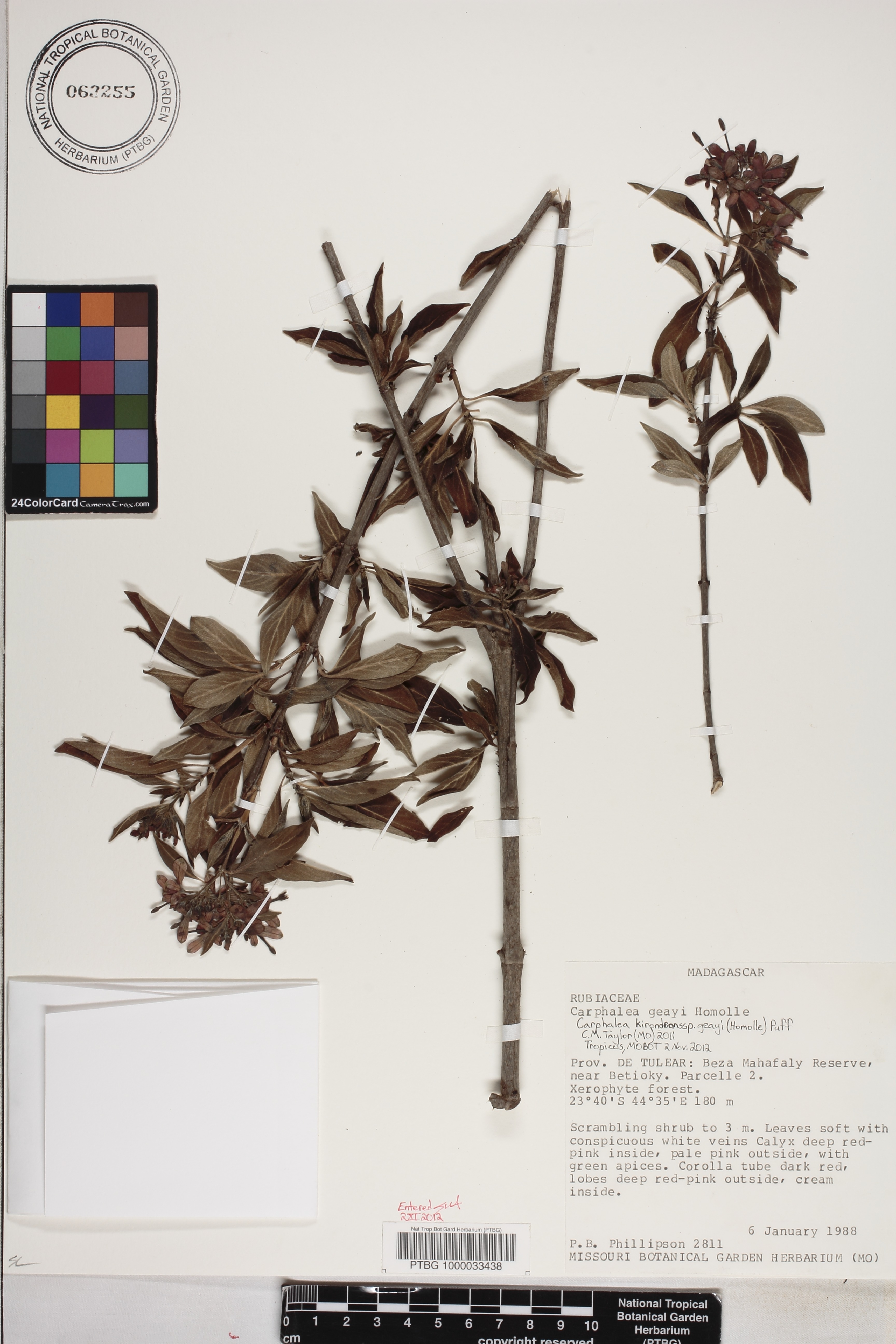 Paracarphalea kirondron subsp. geayi image