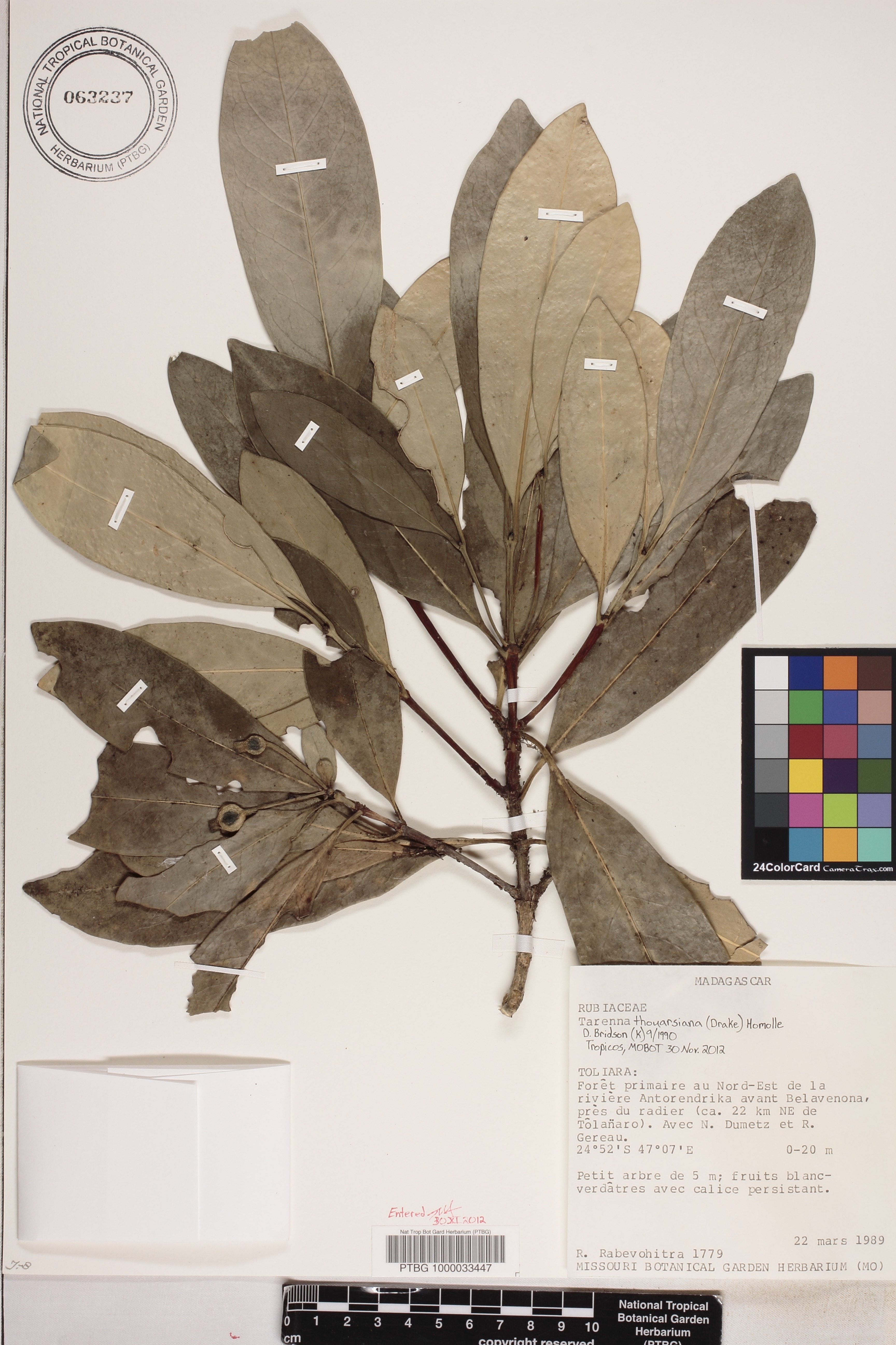 Tarenna thouarsiana image