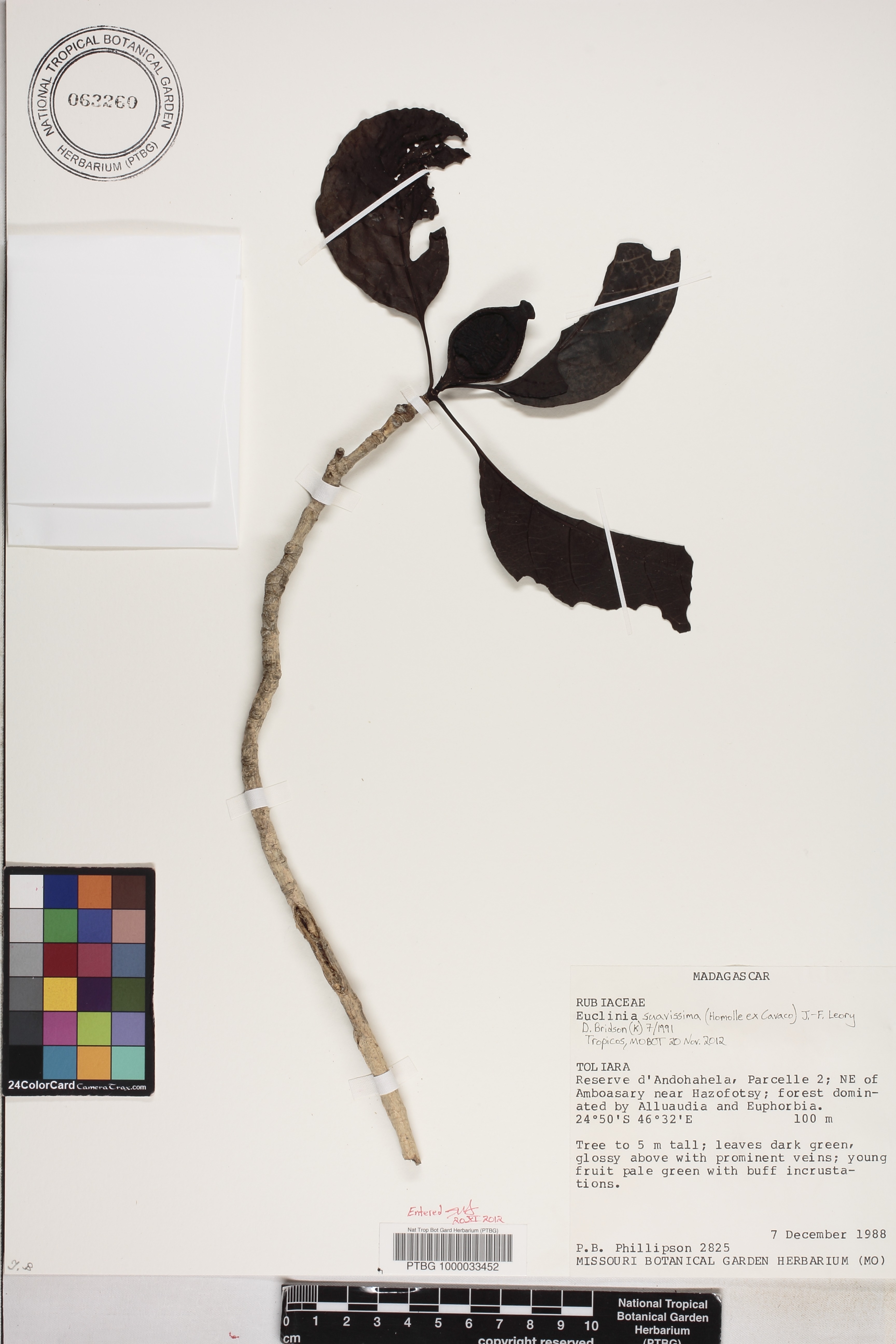 Melanoxerus suavissimus image