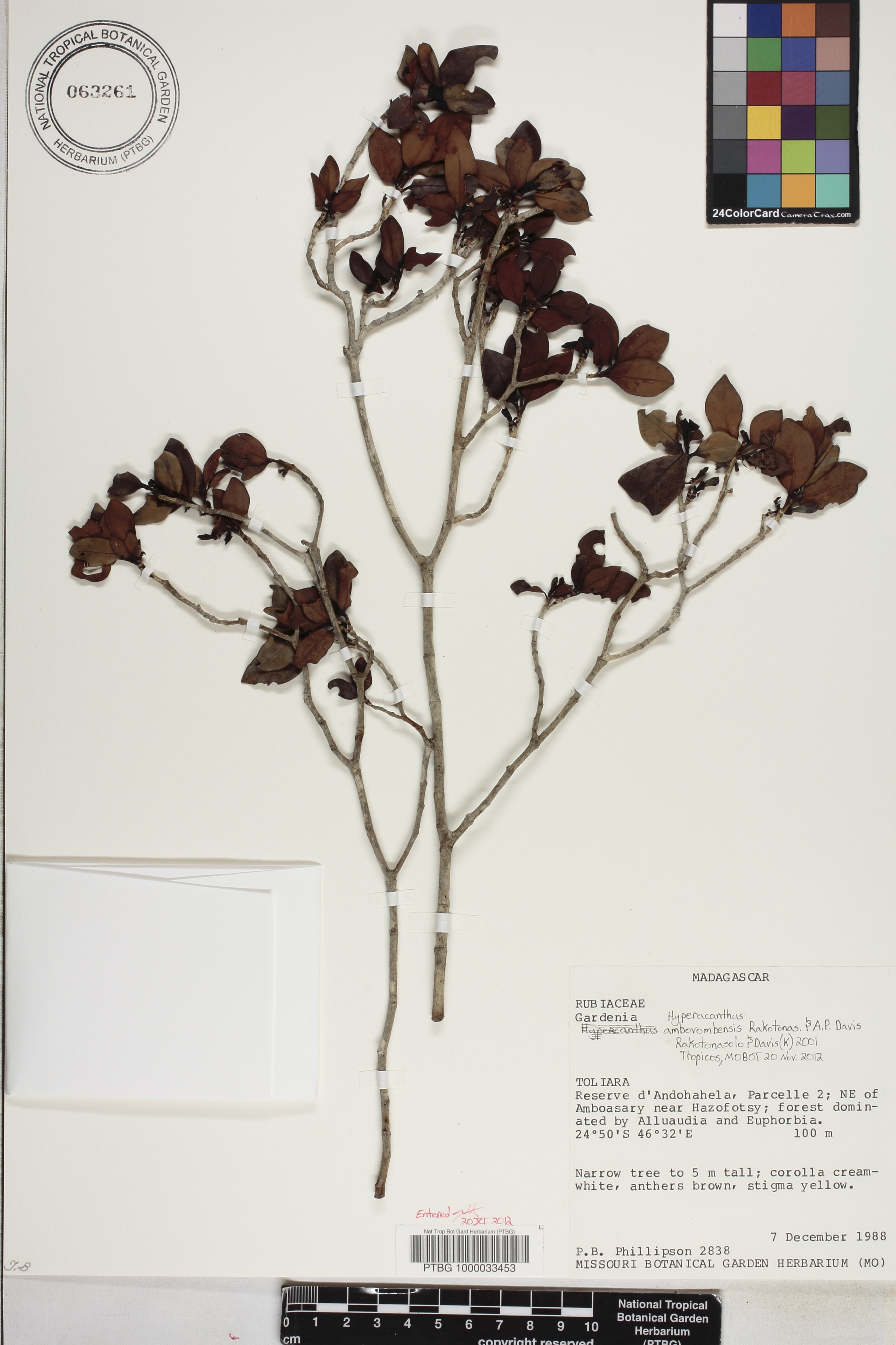 Hyperacanthus ambovombensis image