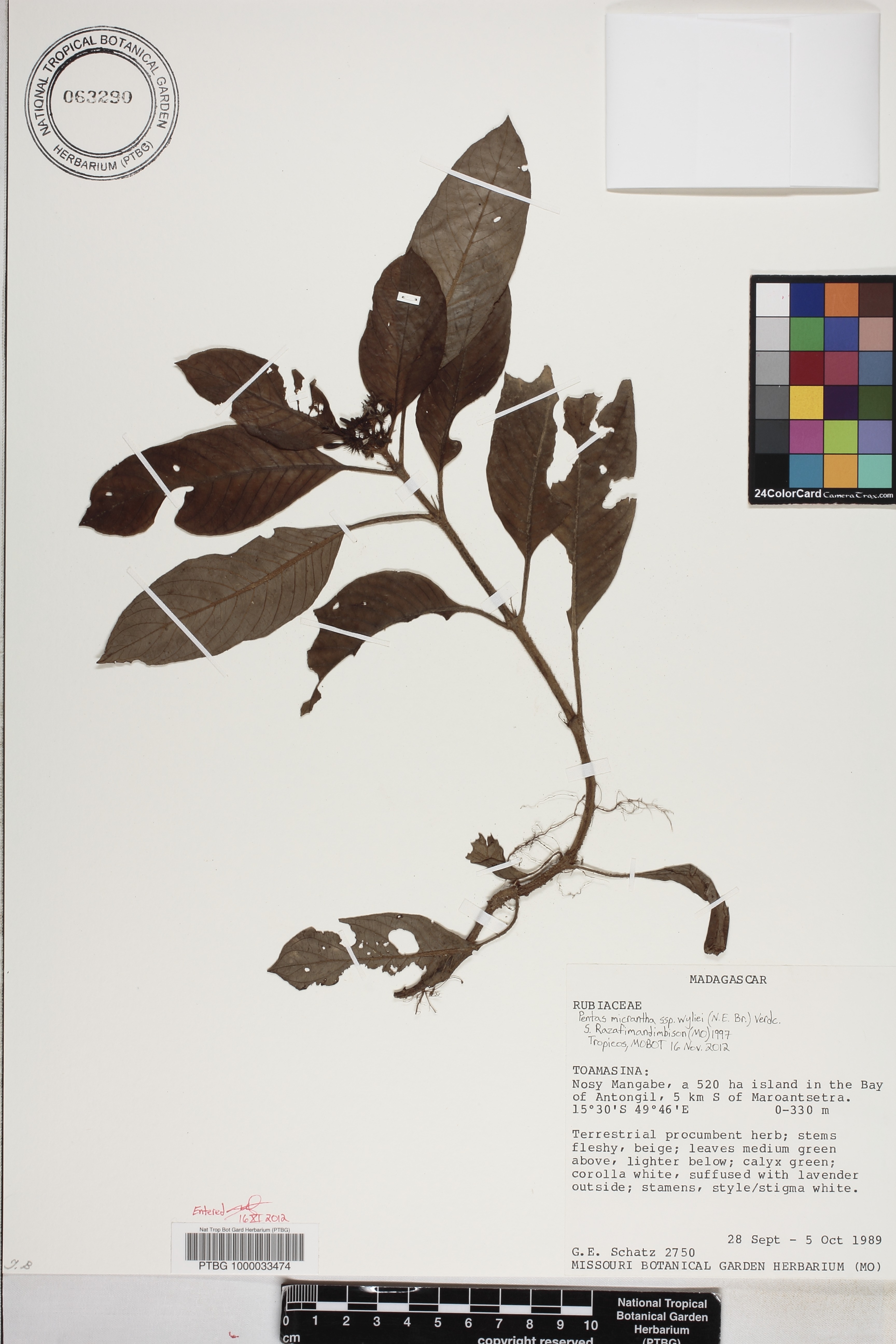 Pentas micrantha subsp. wyliei image