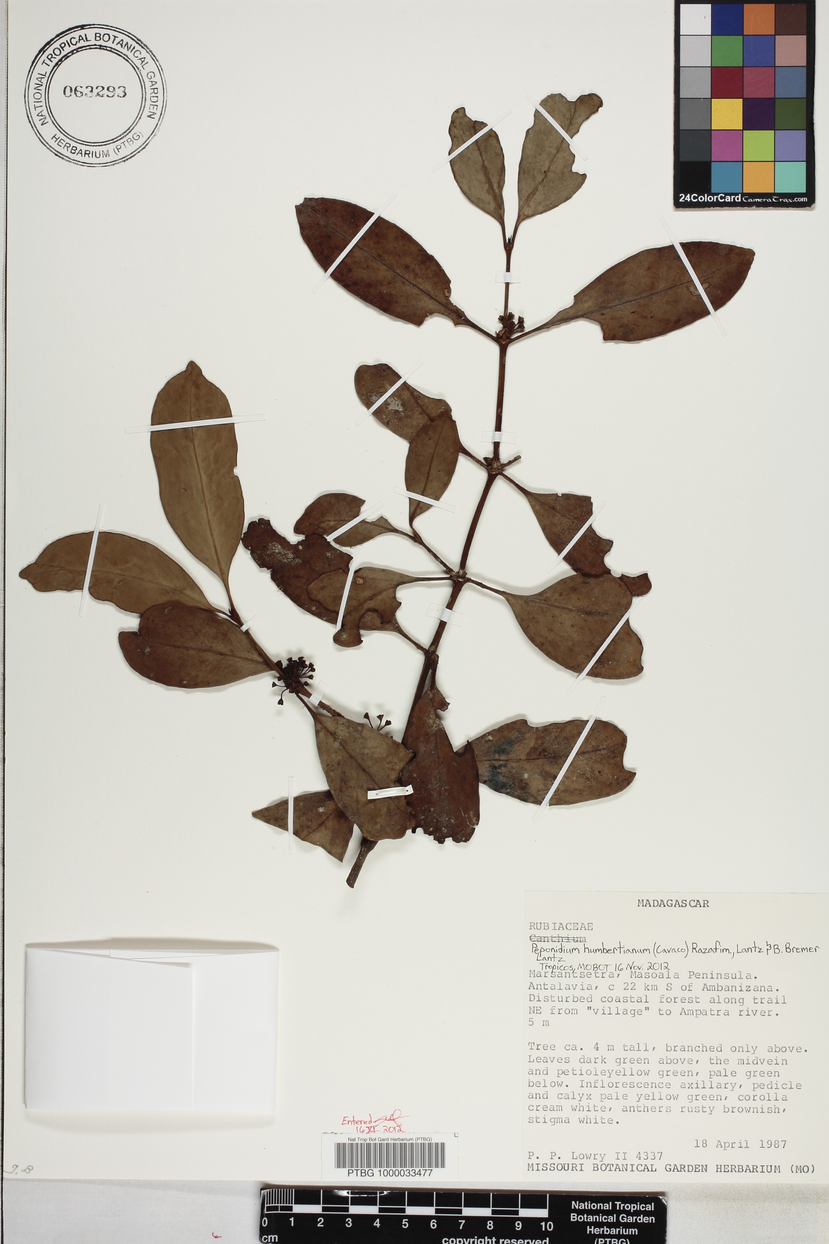 Peponidium humbertianum image