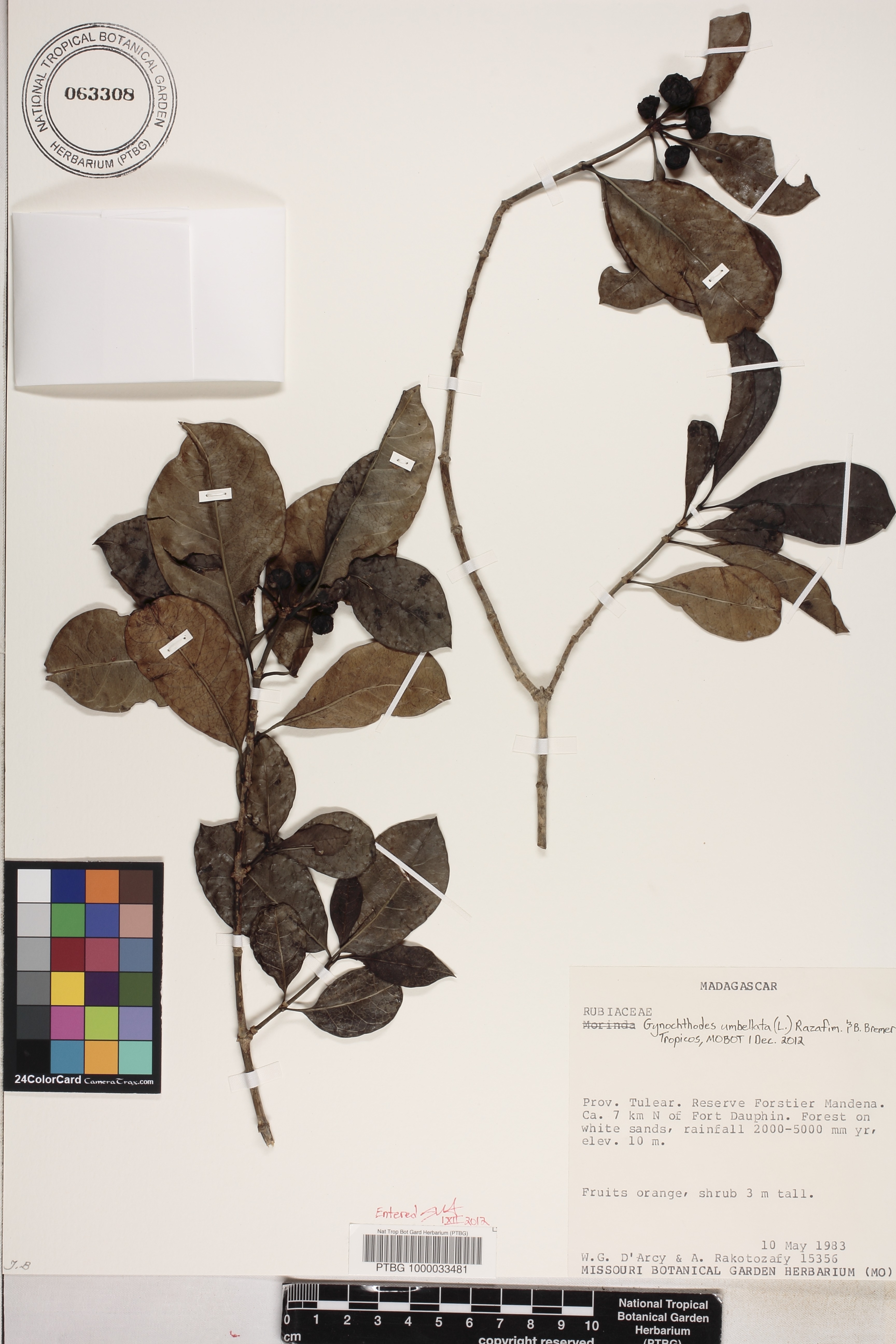 Gynochthodes umbellata image