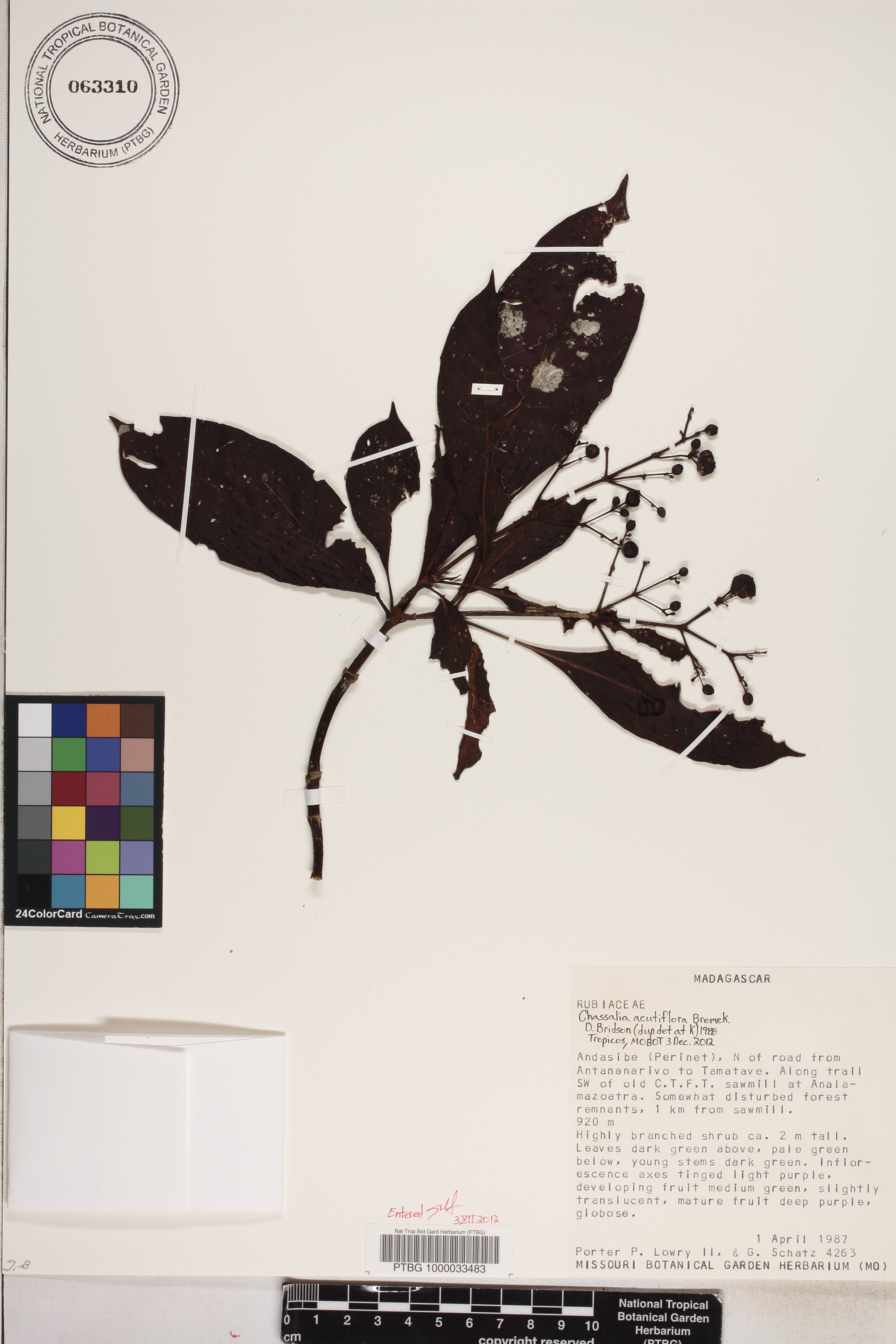 Chassalia acutiflora image