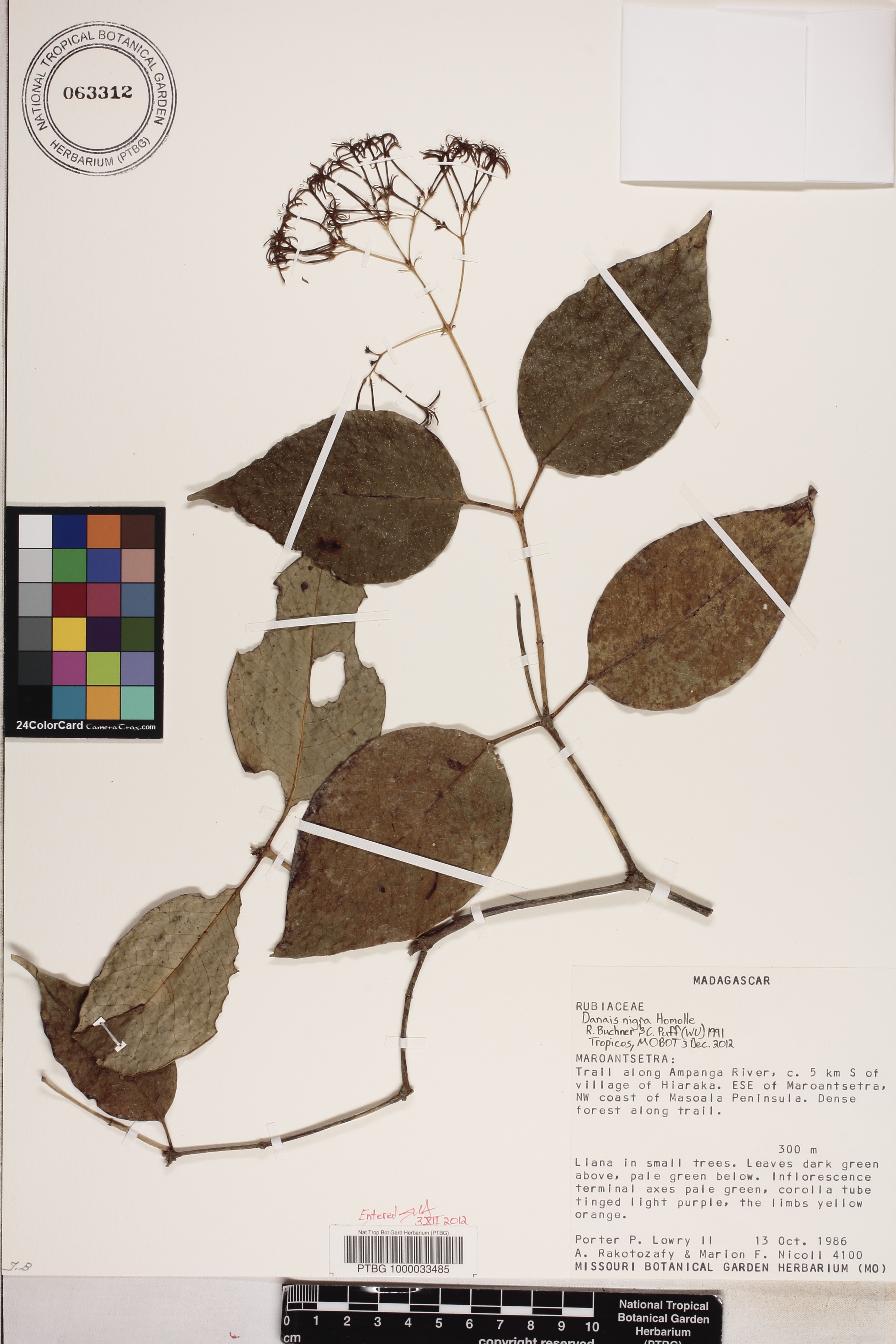 Danais nigra image