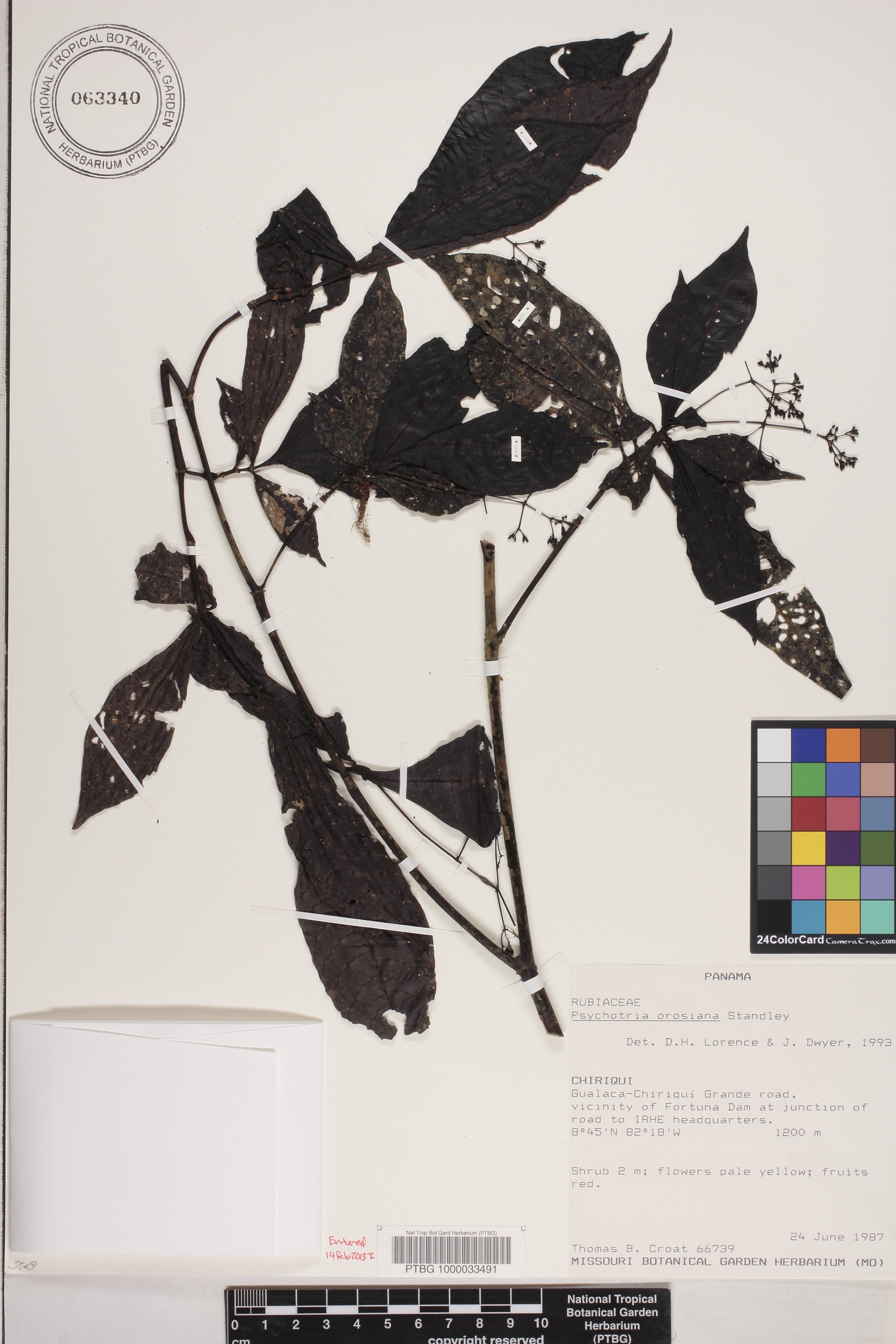Psychotria orosiana image