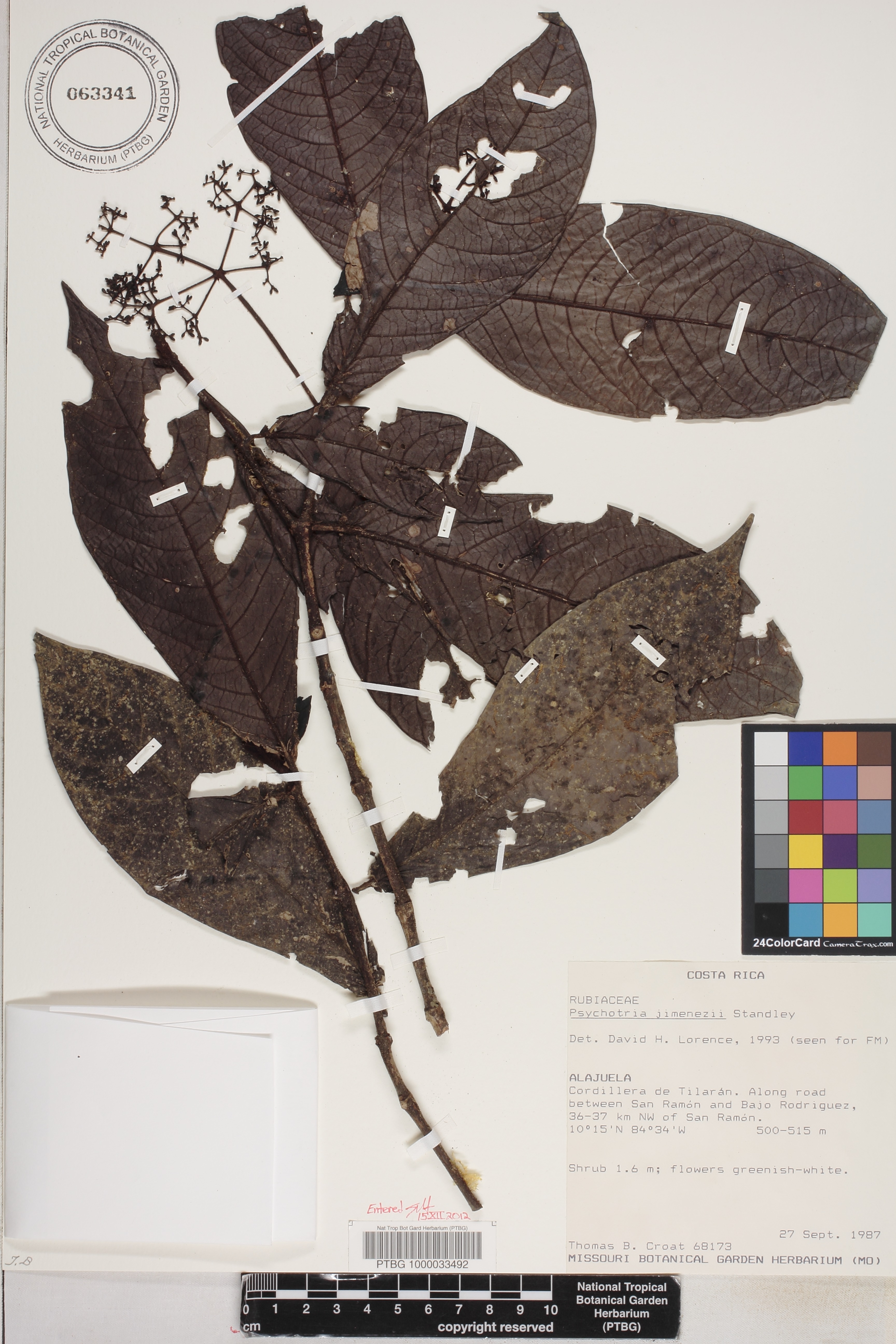 Psychotria jimenezii image