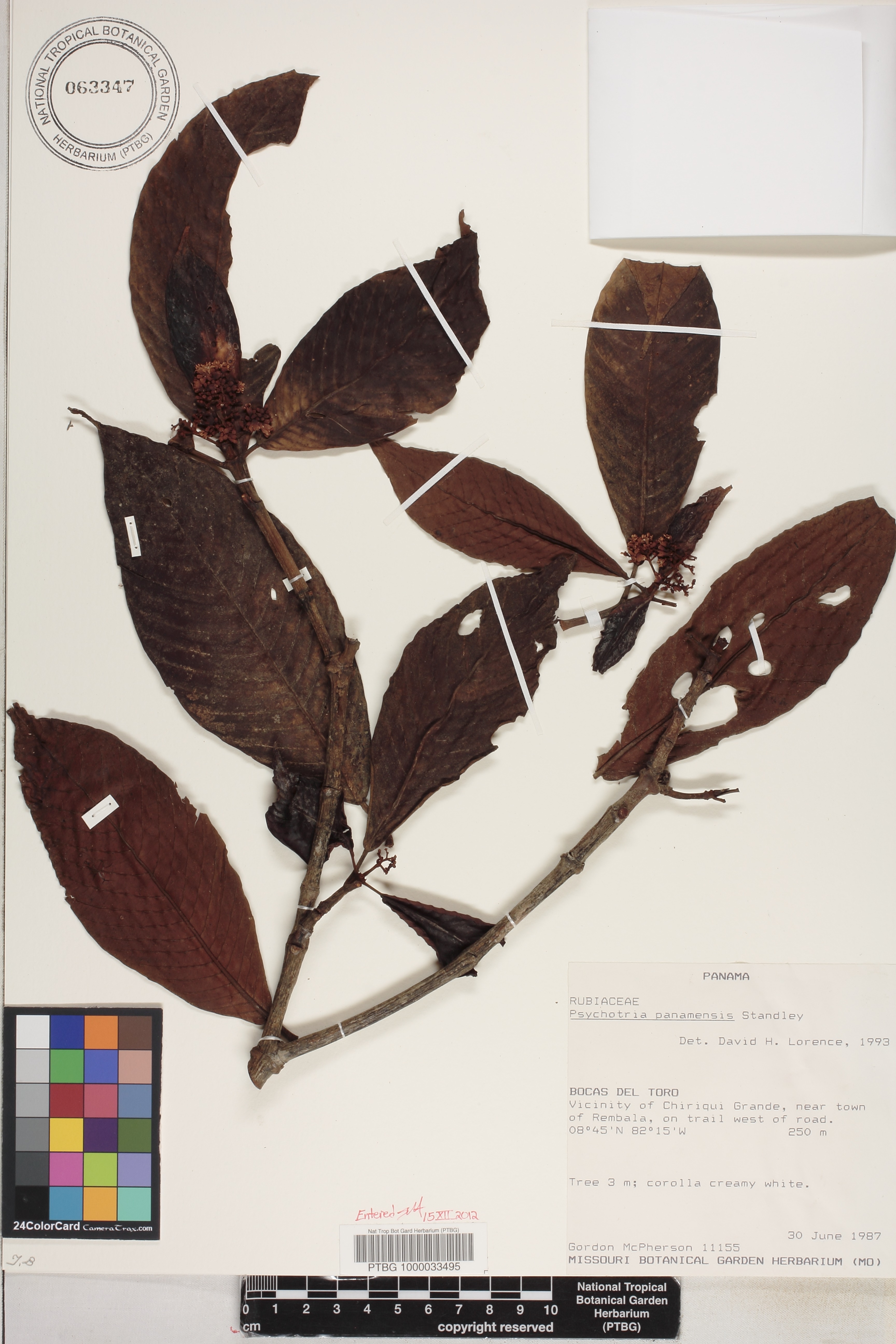 Psychotria panamensis image