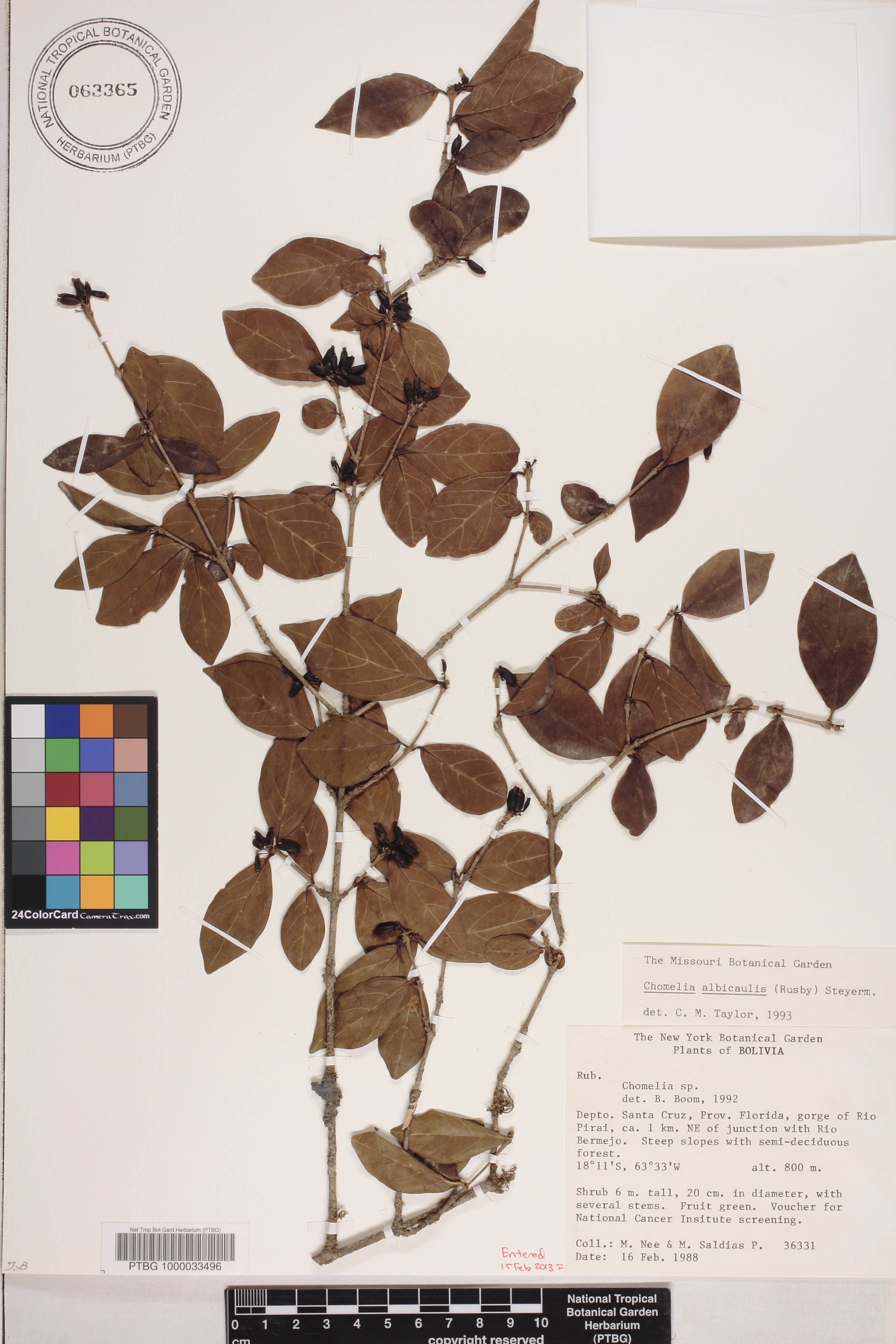Chomelia albicaulis image