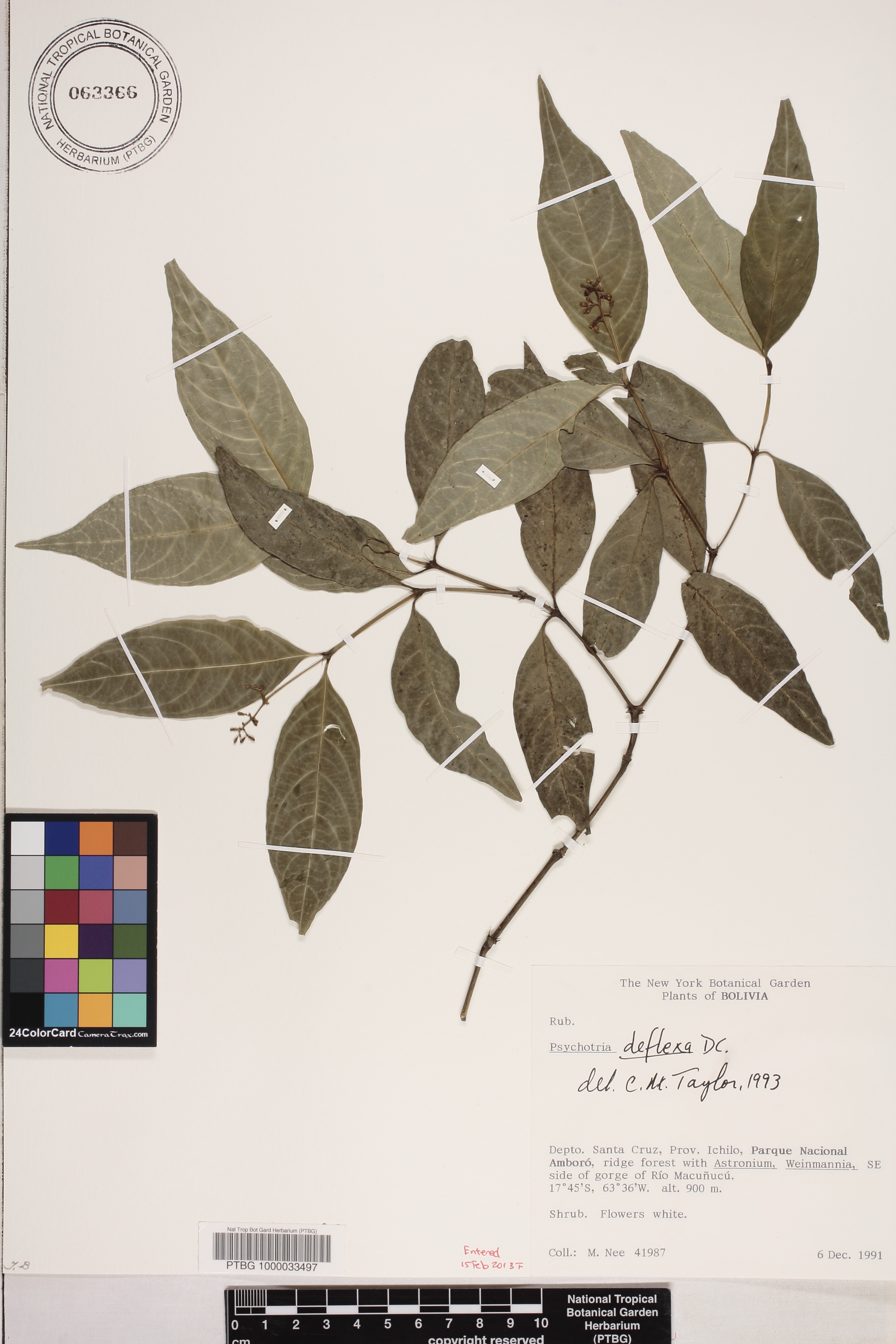 Psychotria deflexa image