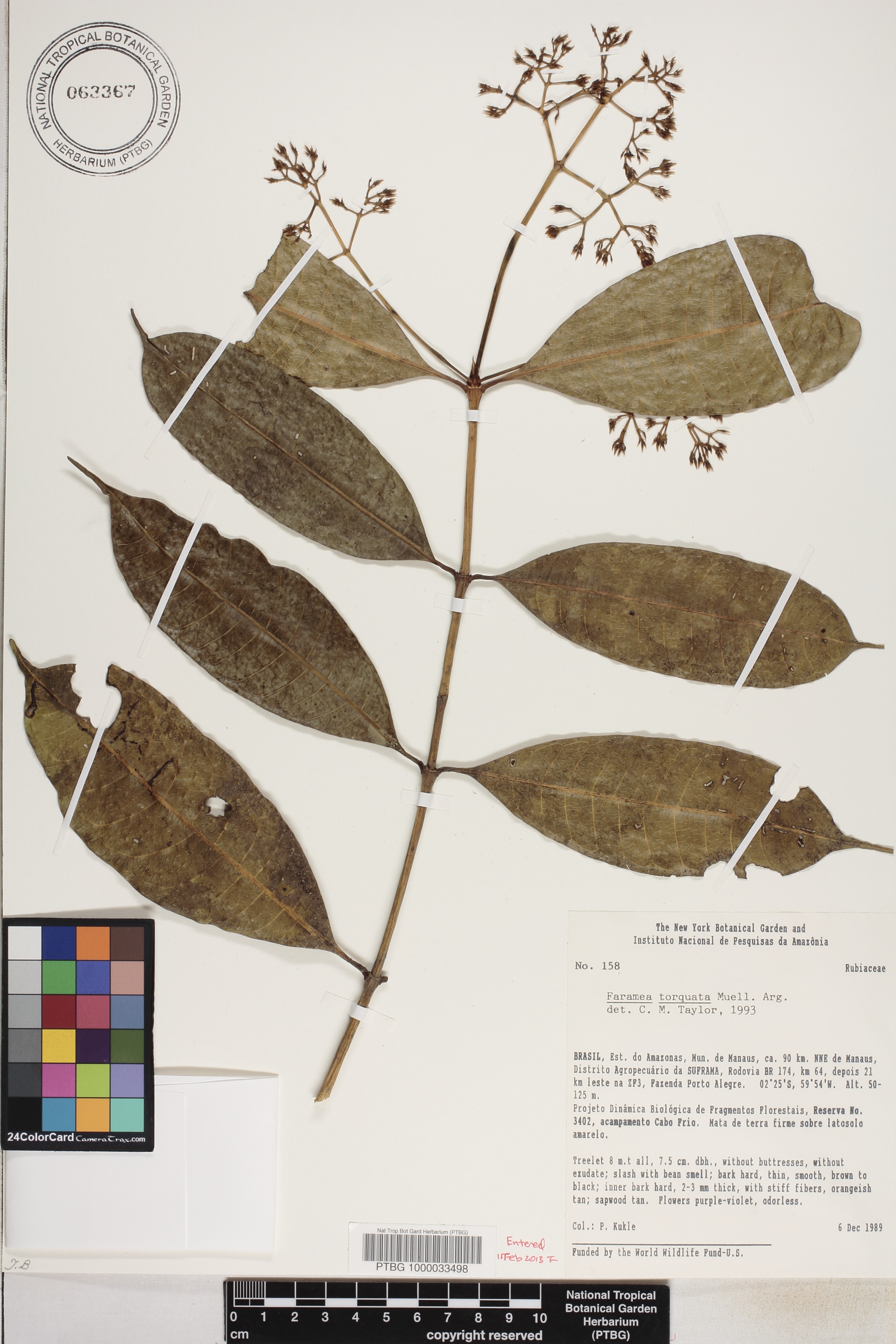 Faramea torquata image