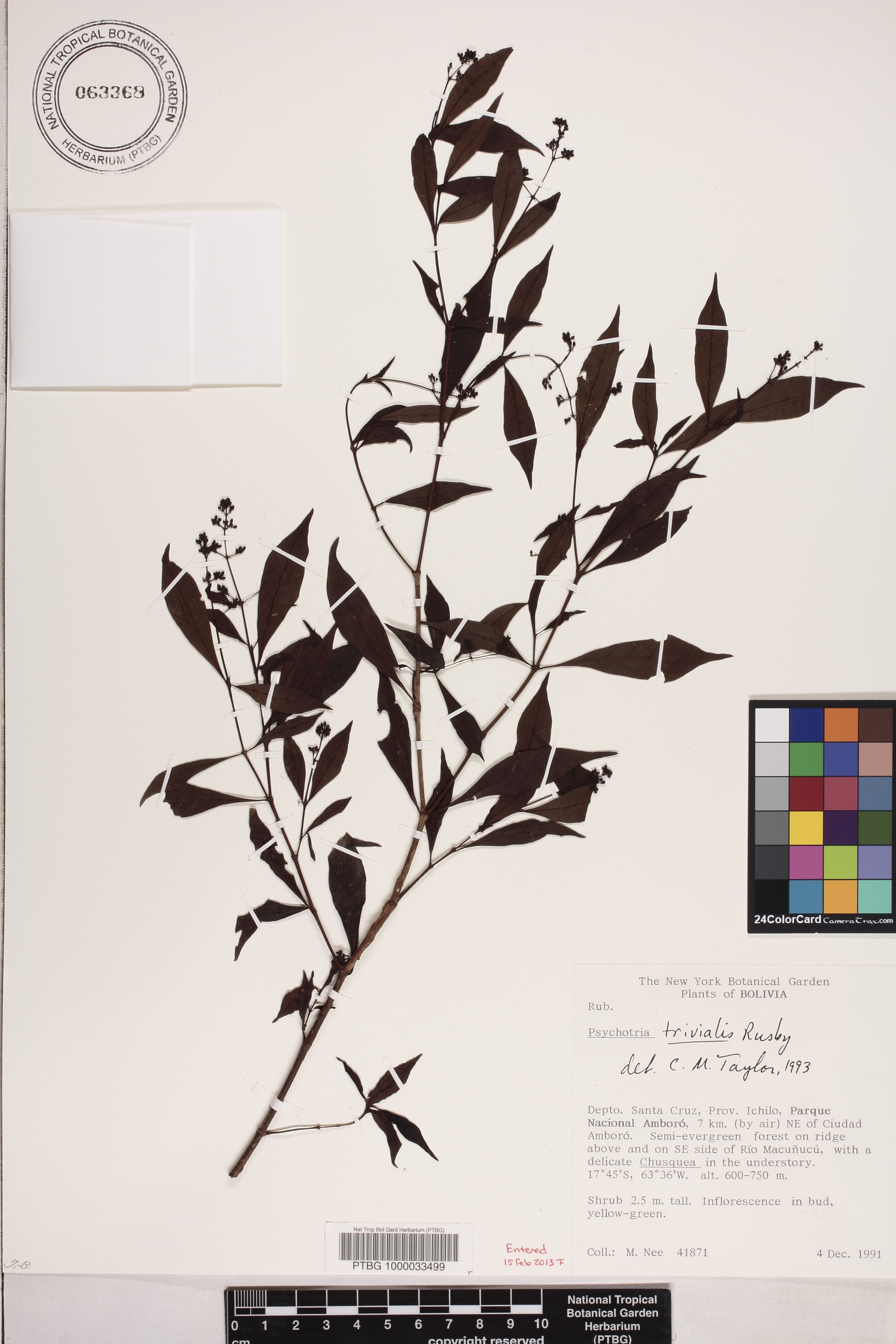 Psychotria trivialis image