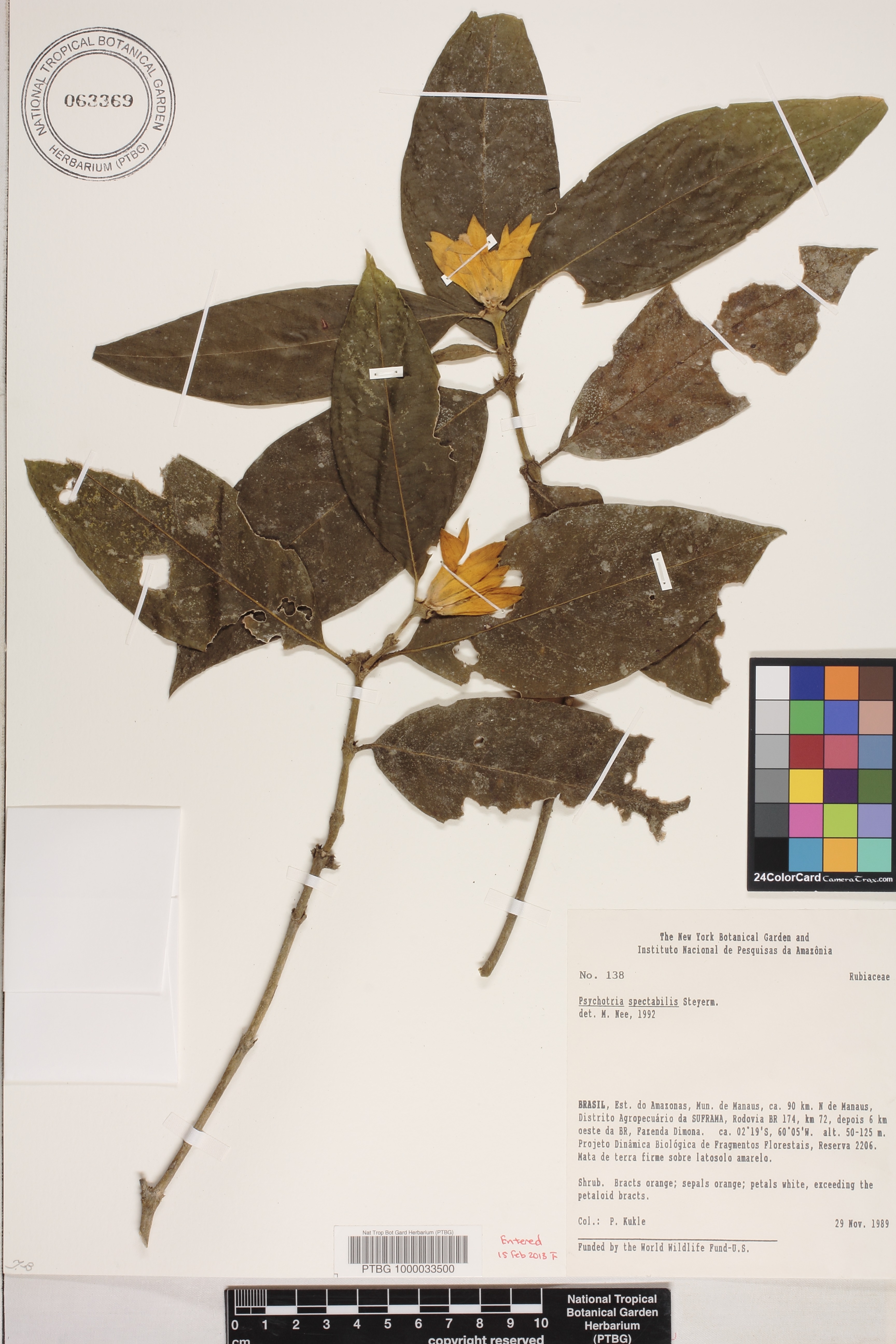 Psychotria spectabilis image