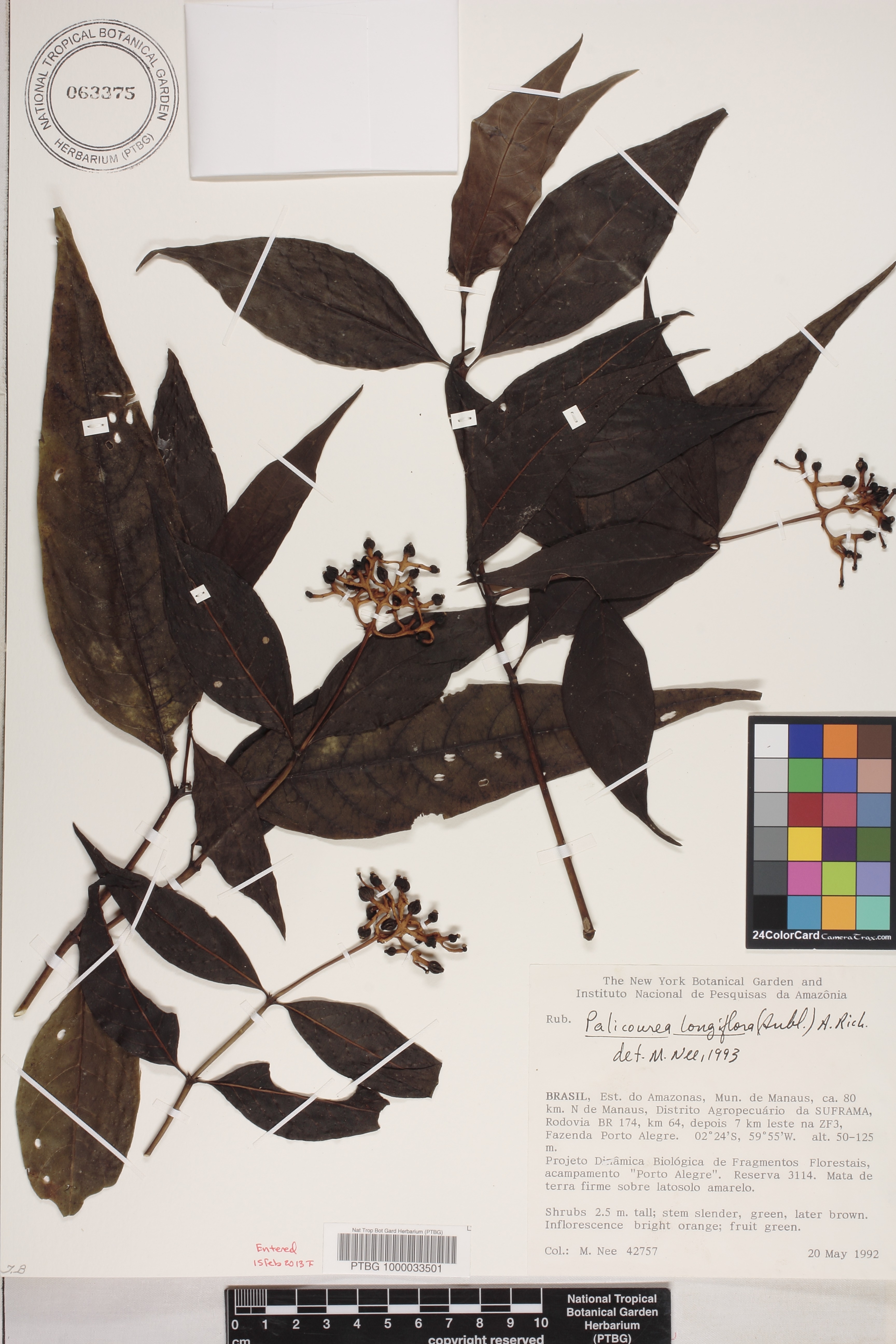 Palicourea longiflora image