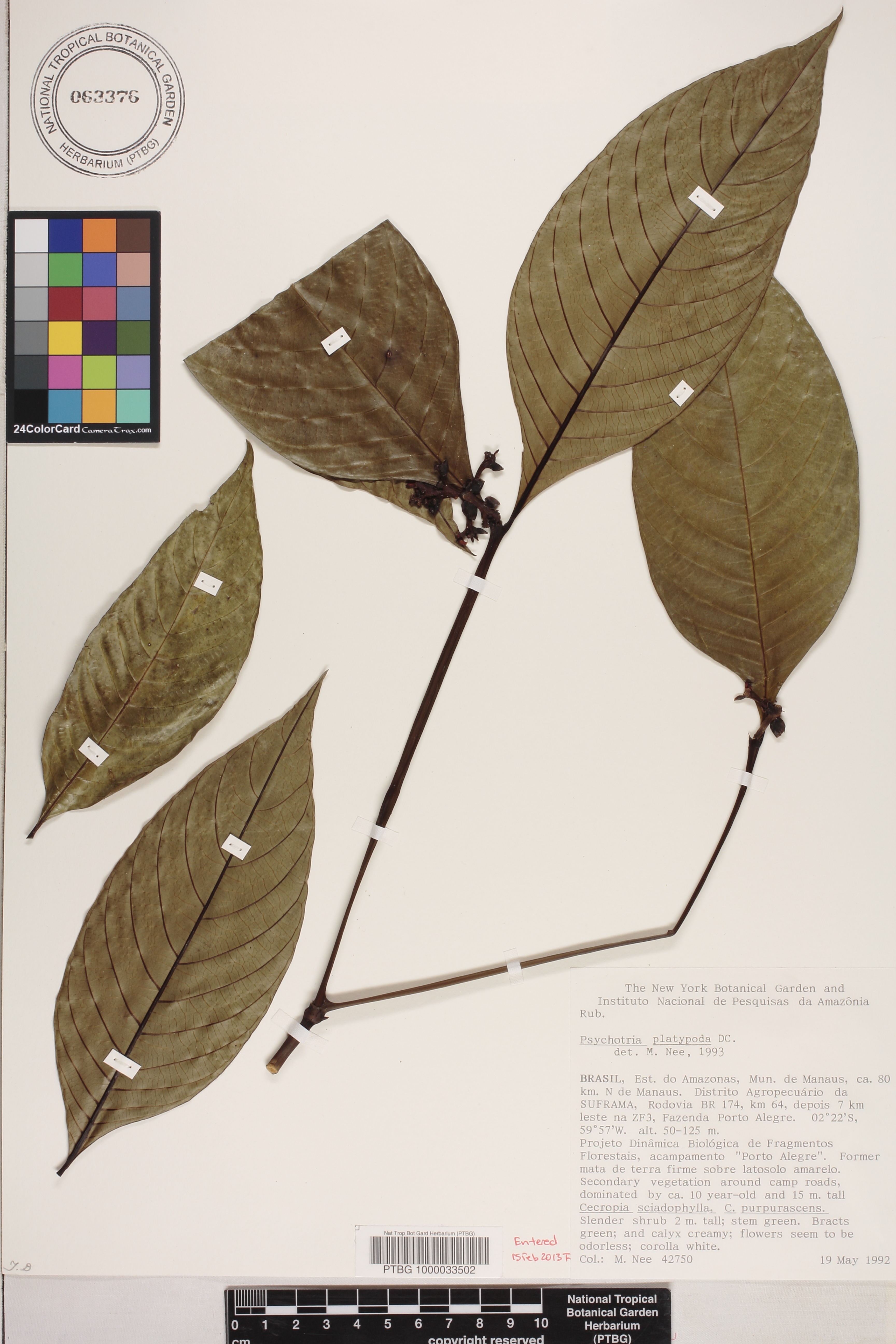 Psychotria platypoda image