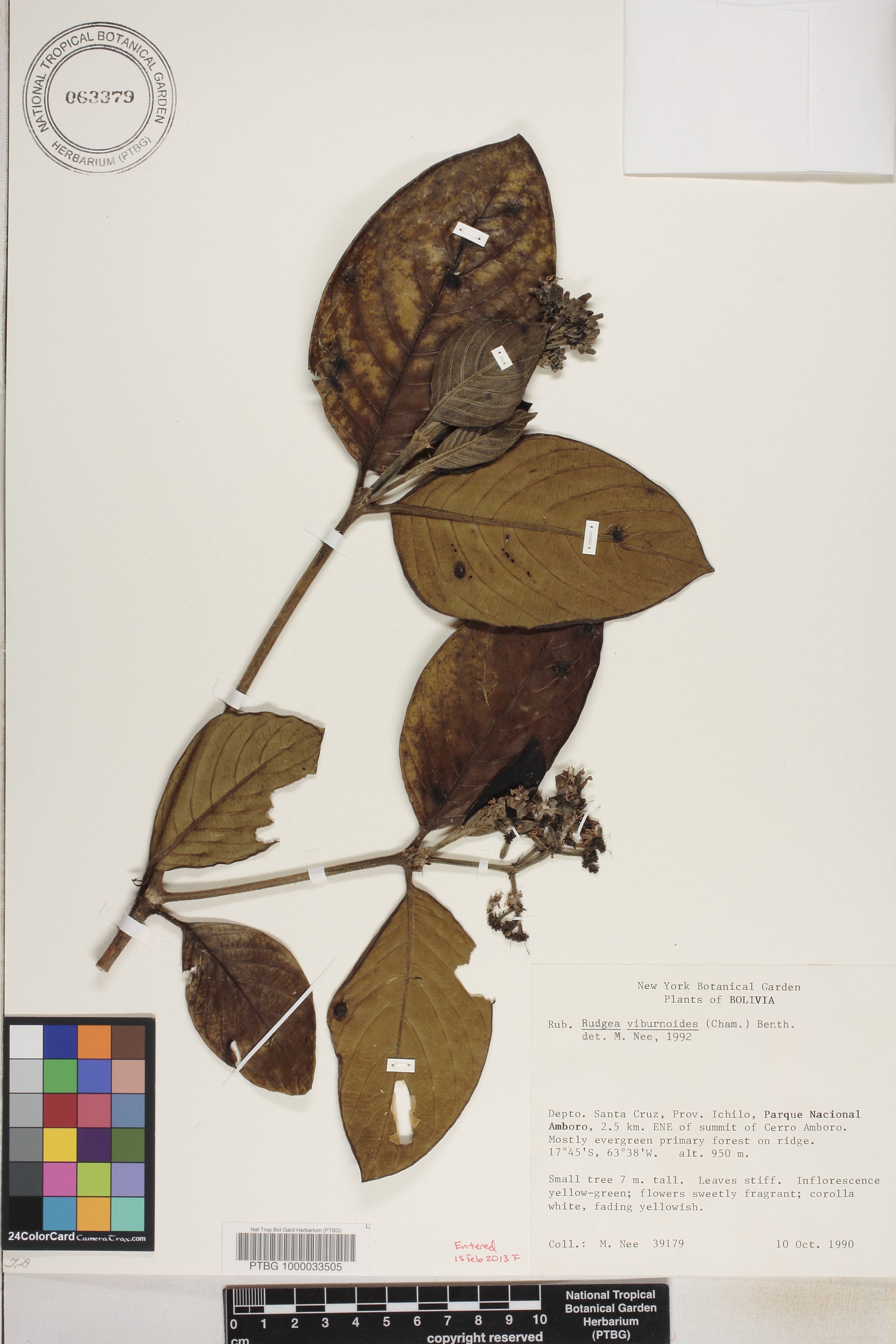 Rudgea viburnoides image