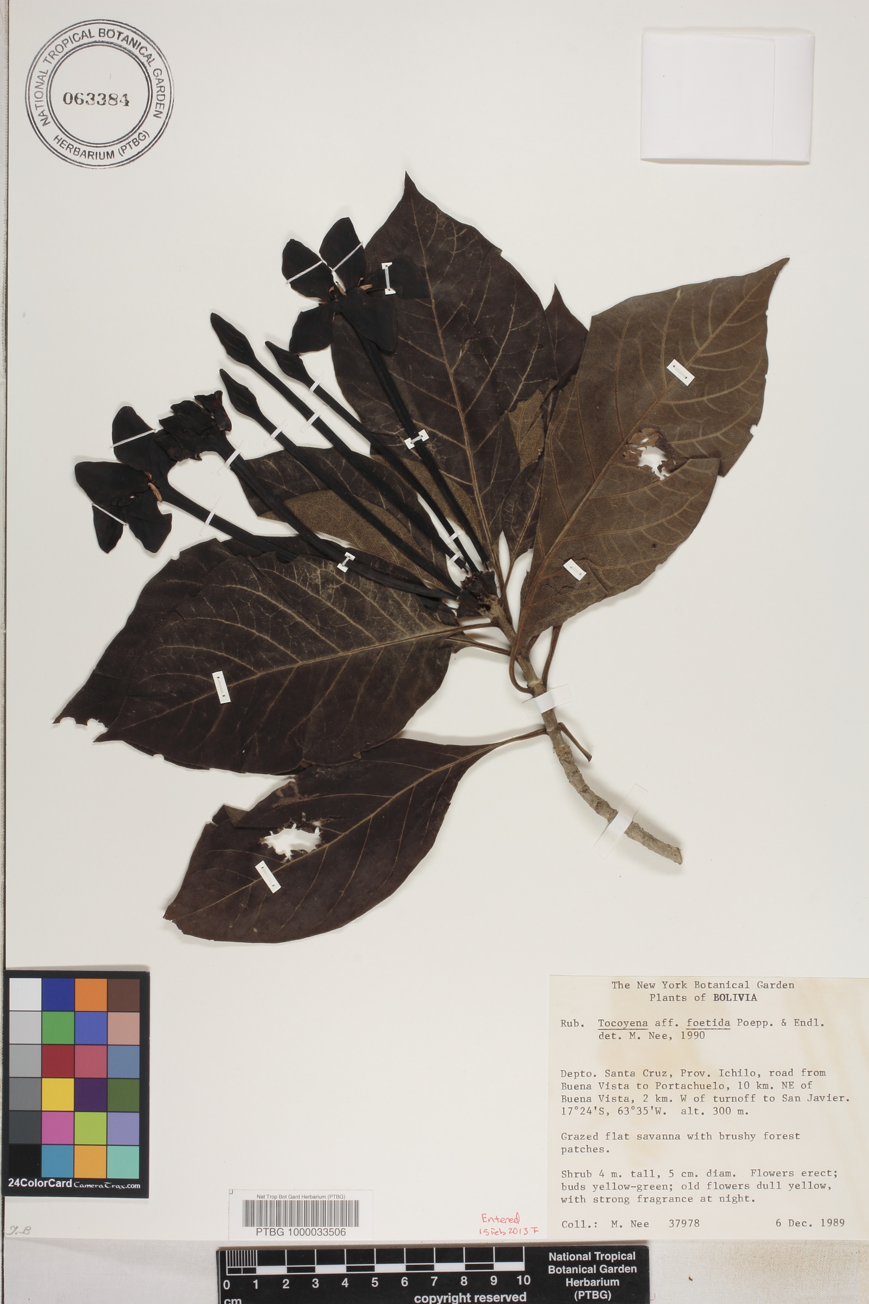 Tocoyena image
