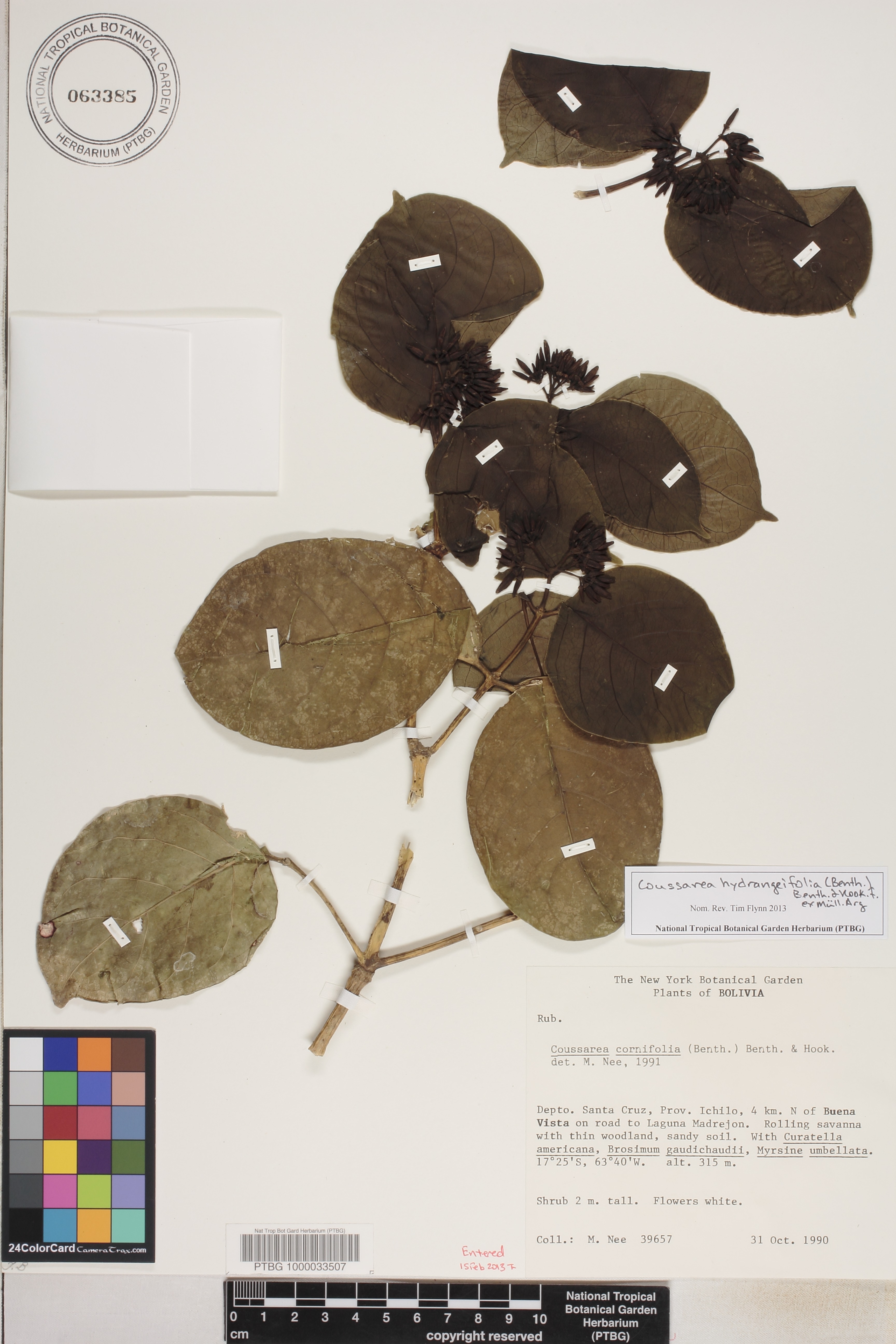 Coussarea hydrangeifolia image
