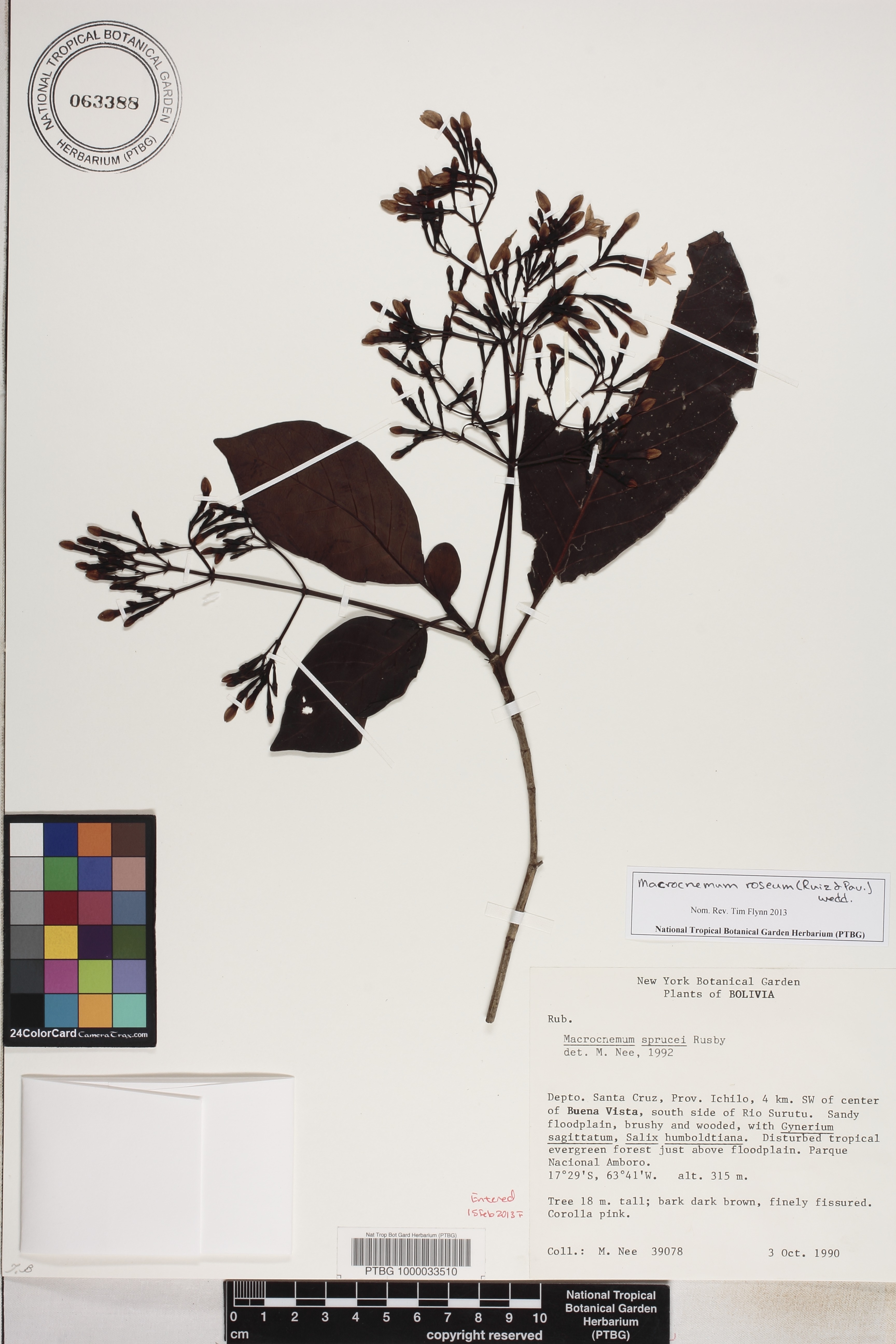 Macrocnemum roseum image