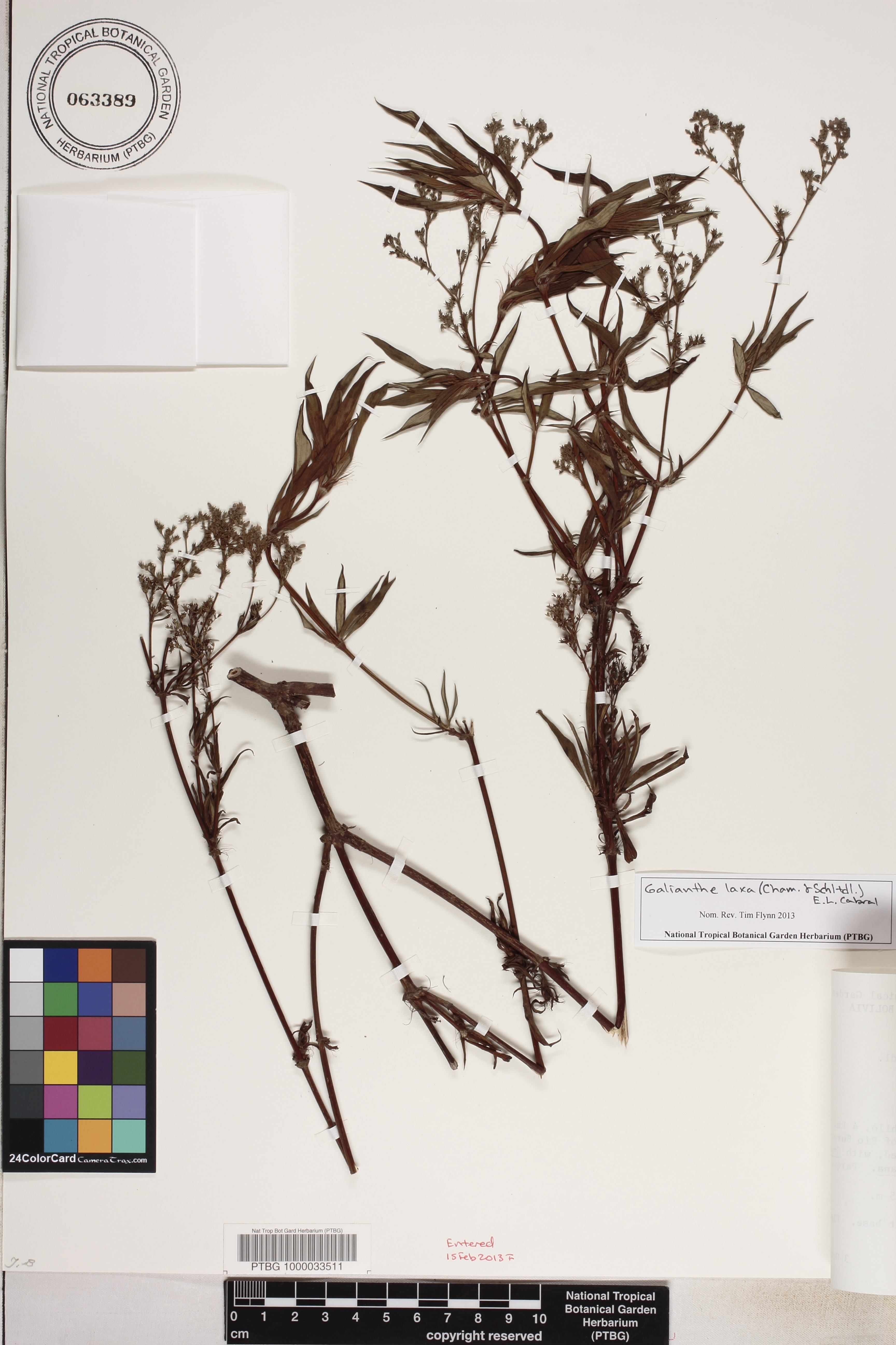 Galianthe laxa image