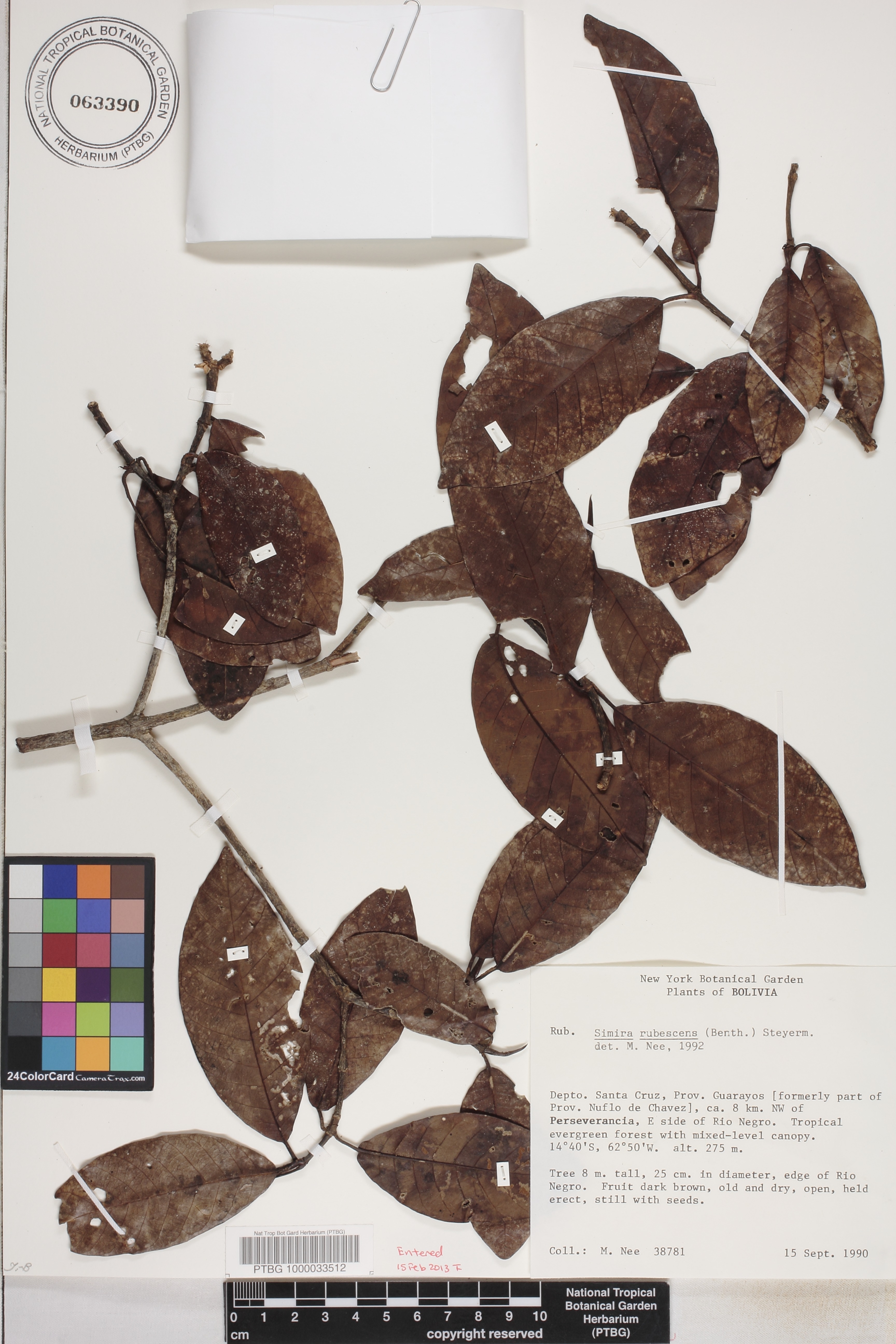 Simira rubescens image