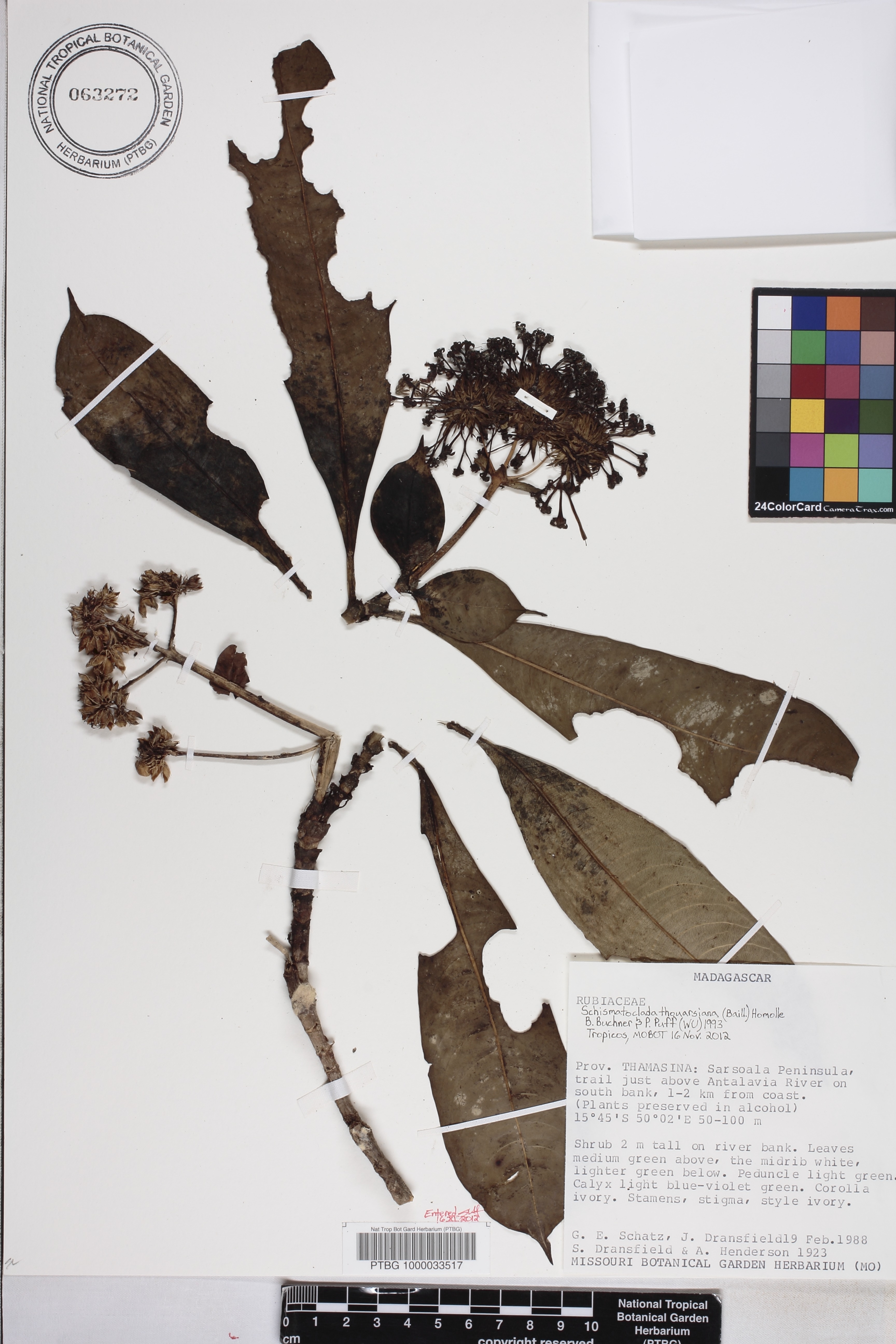 Schismatoclada thouarsiana image